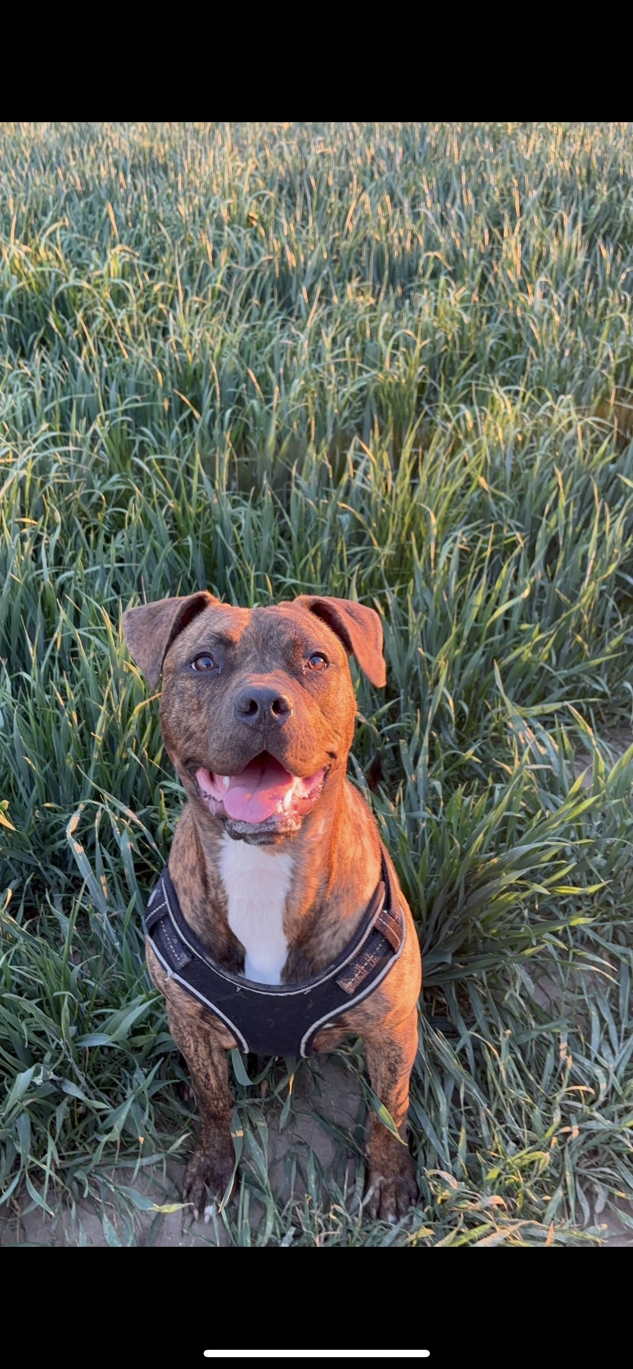 narla - KT9 1, Chessington