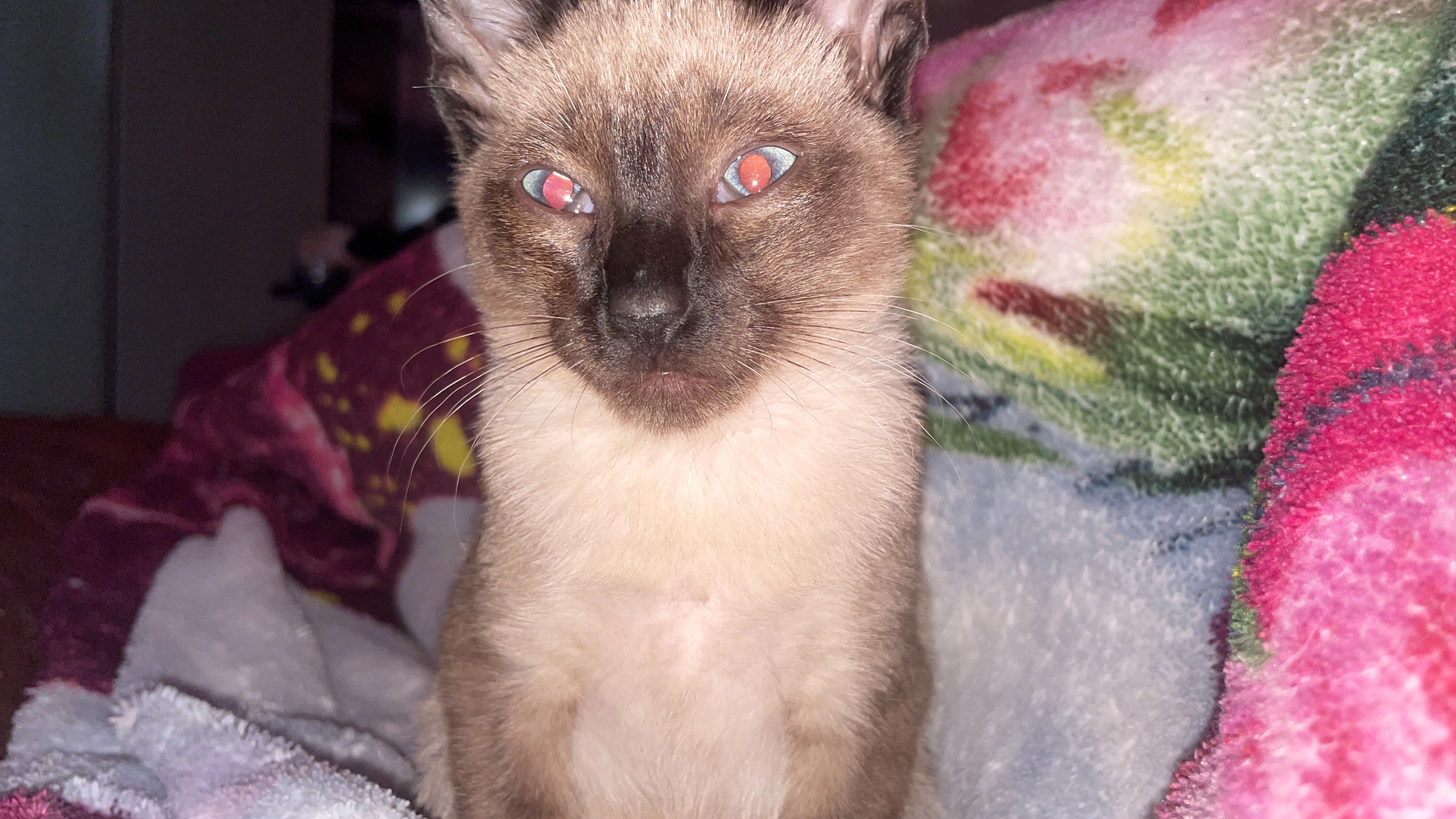 Tita  - Strada Furcia, Marebbe