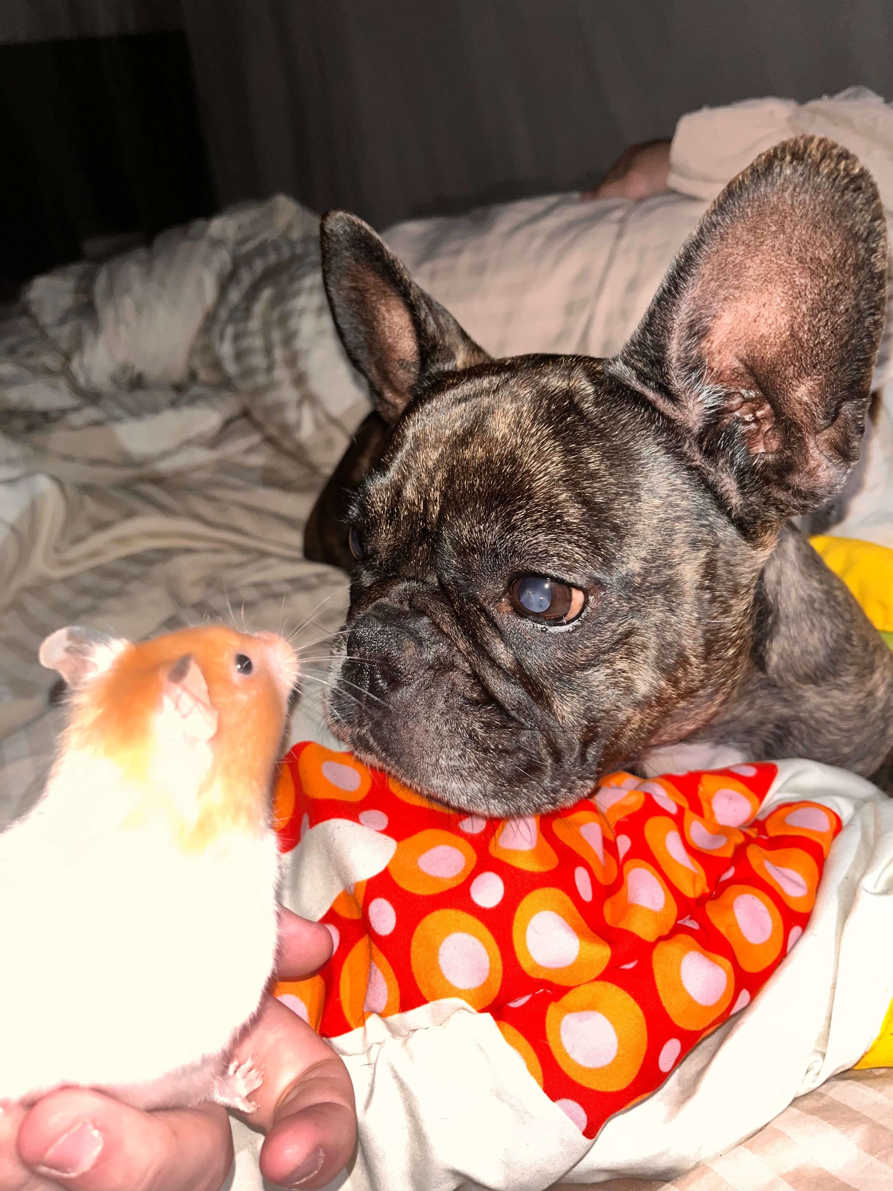 Solar - 1705, Heerhugowaard