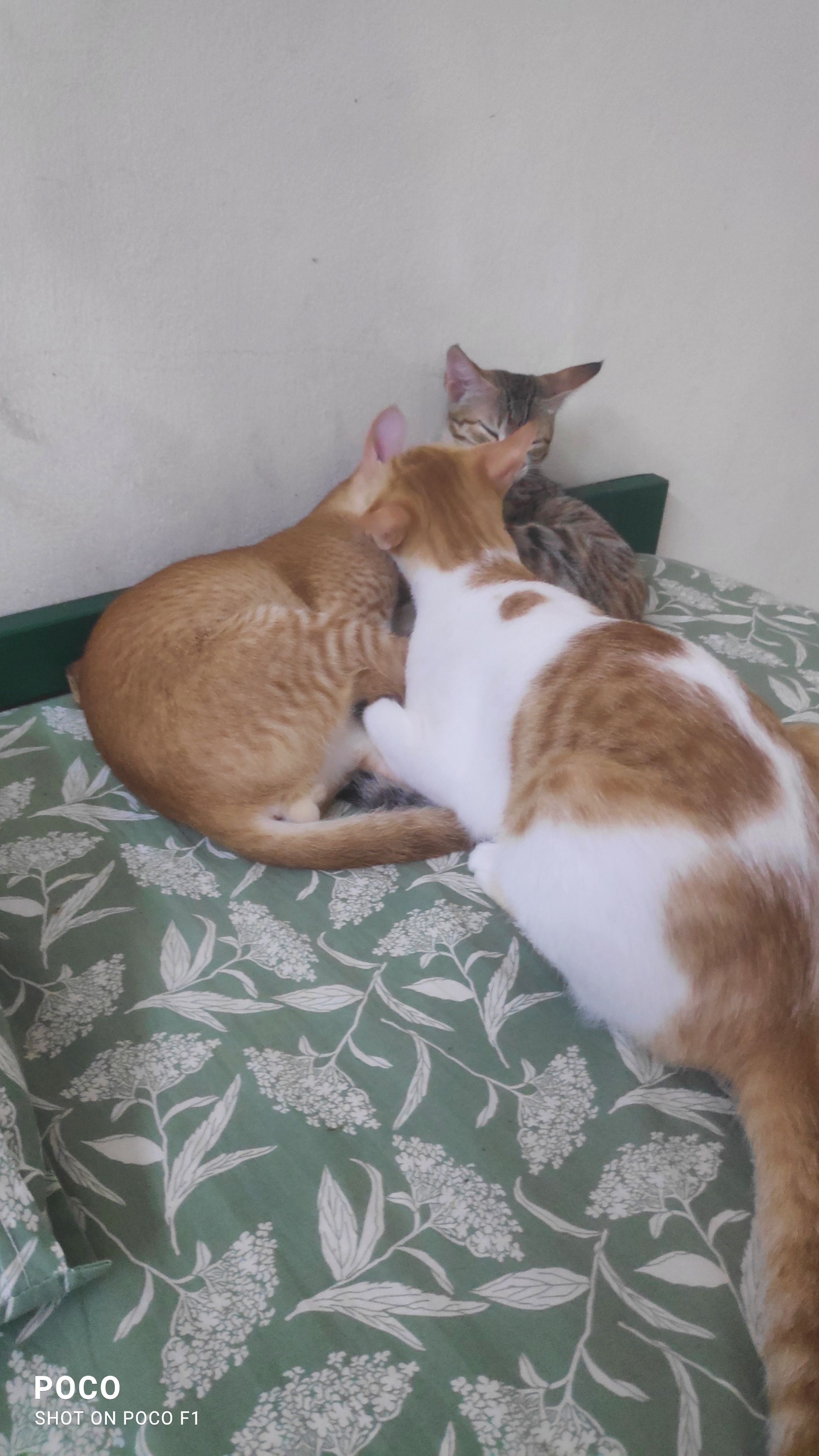 Poochu,  brown one( not White or black) missed on 8-12 2024  - Gadiyaram Vari Veedhi, Ongole mandal