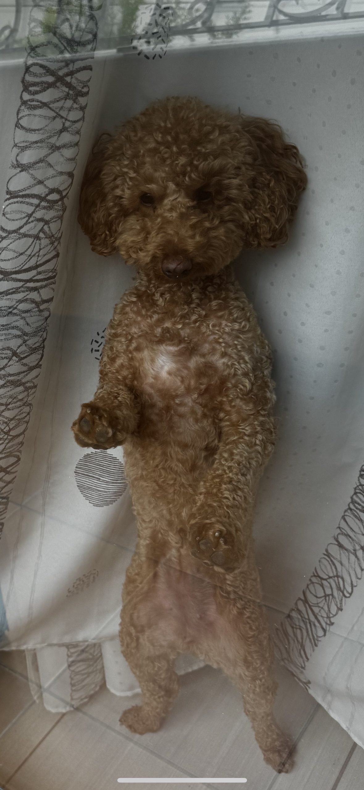 Koko - Rruga Artan Lenja, Tirana