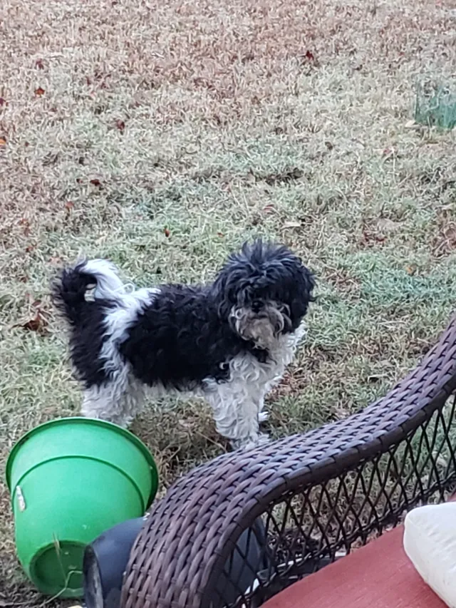 Patches - Sycamore Heights Lane, Memphis