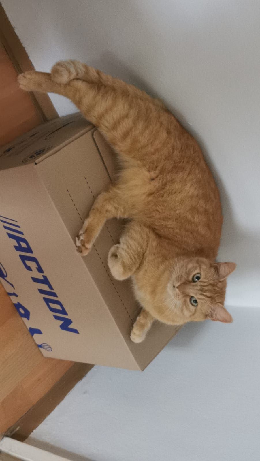 Schnuppi - Gotenstraße, Bayreuth