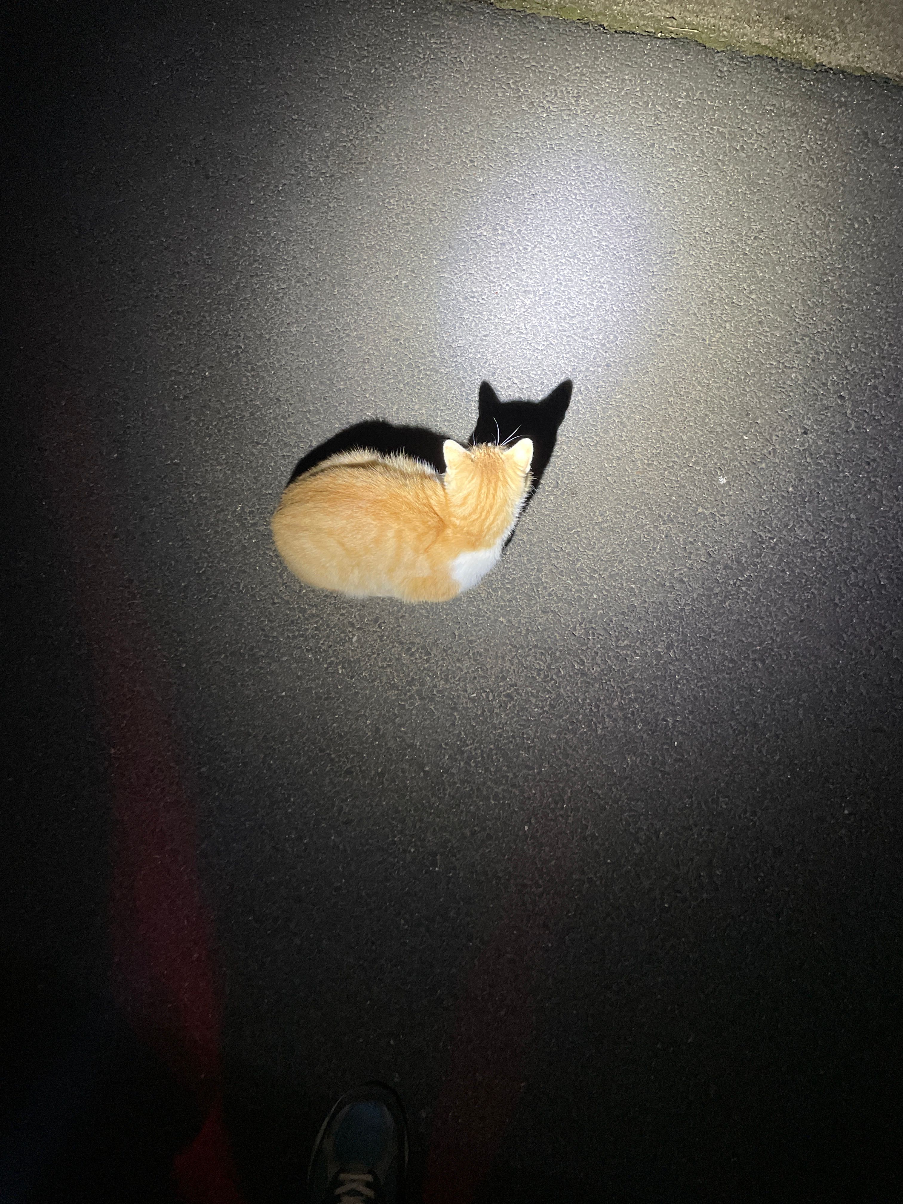 J’ai trouvé un chat tatoué  - Tours, Château-Chervix