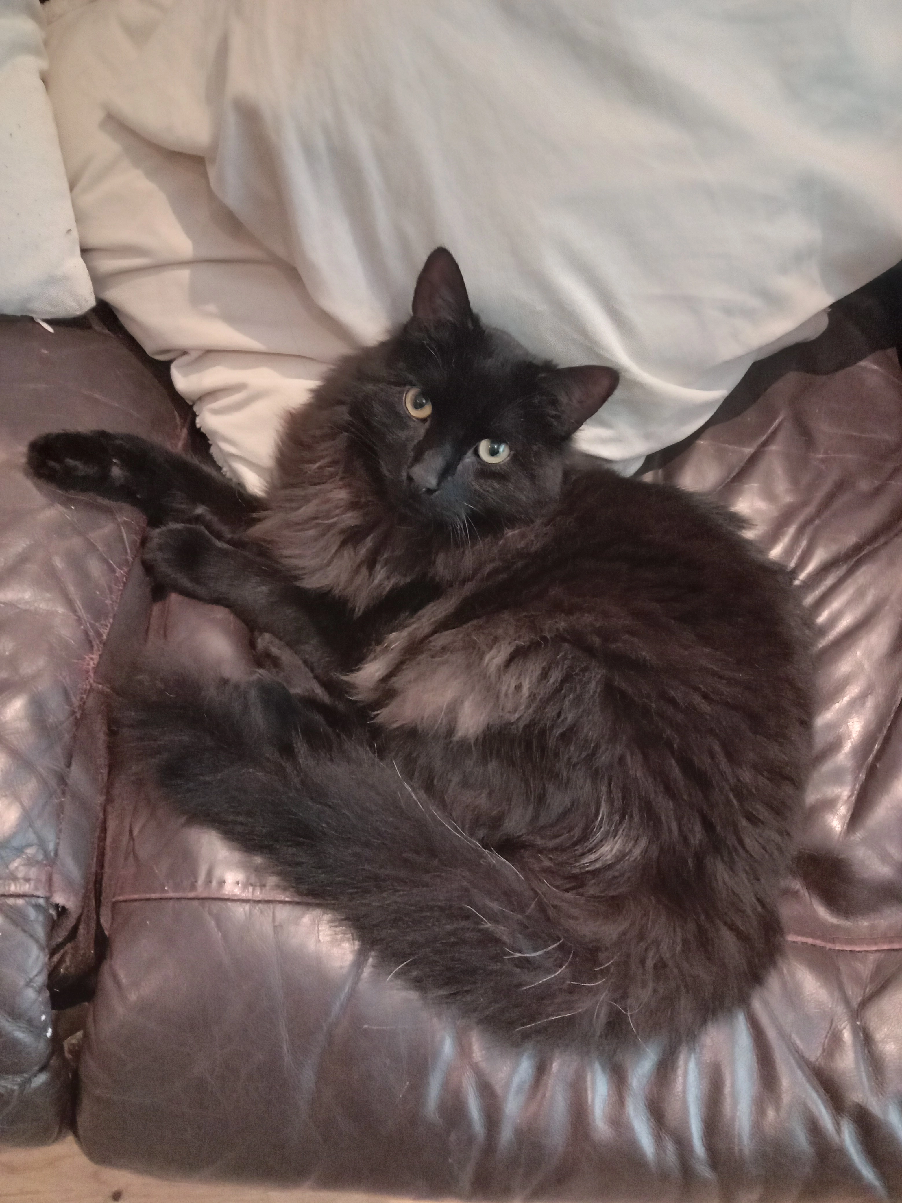 OZZY - Carrigmore Way, Saggart