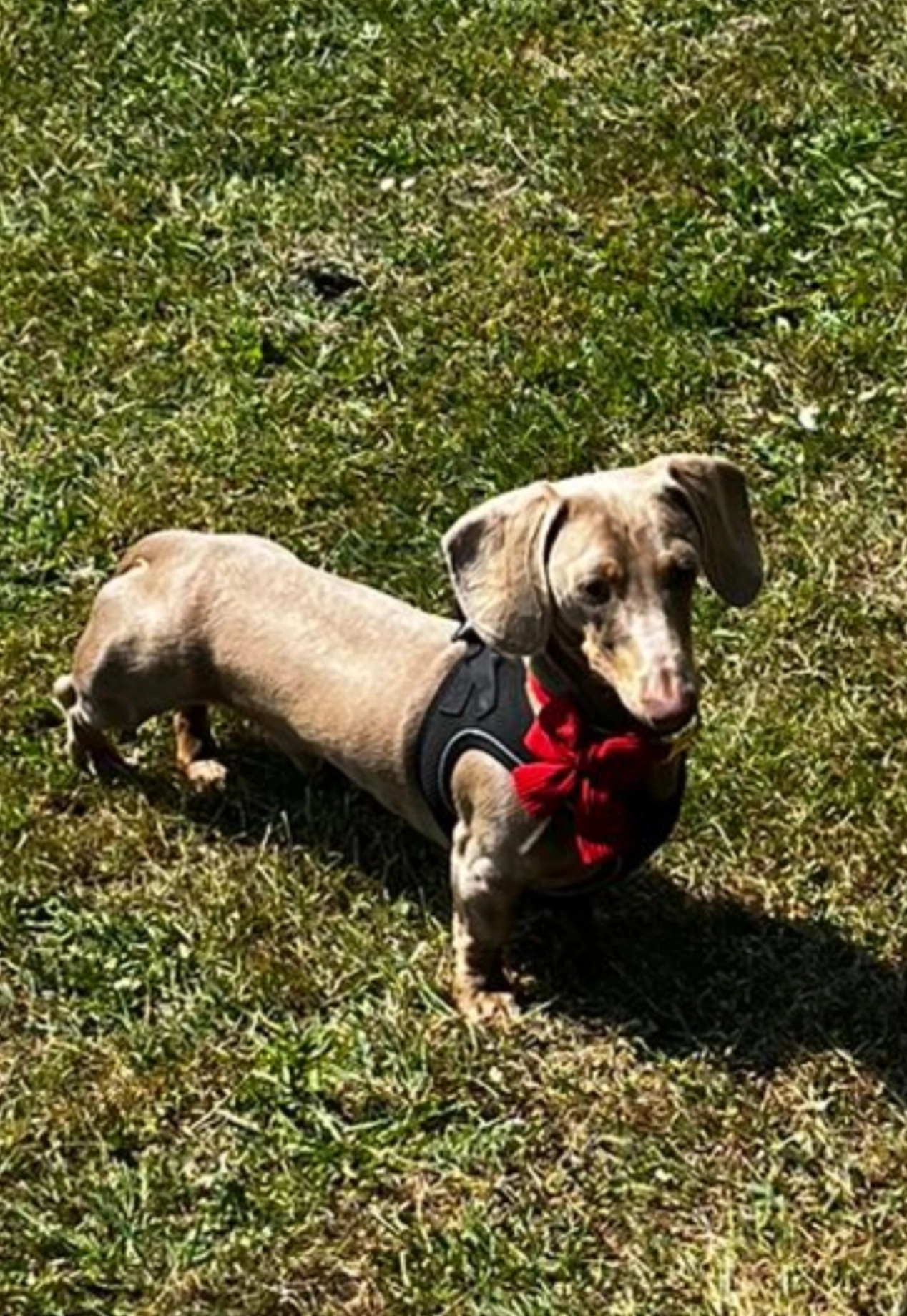 Milo - Southfleet Road, Dartford