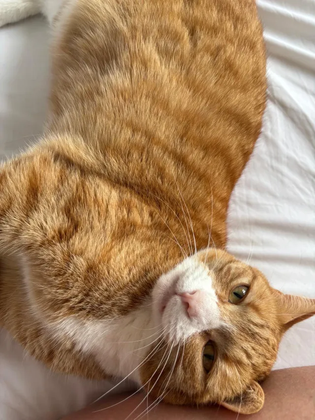 Basil - Westwood Park, London