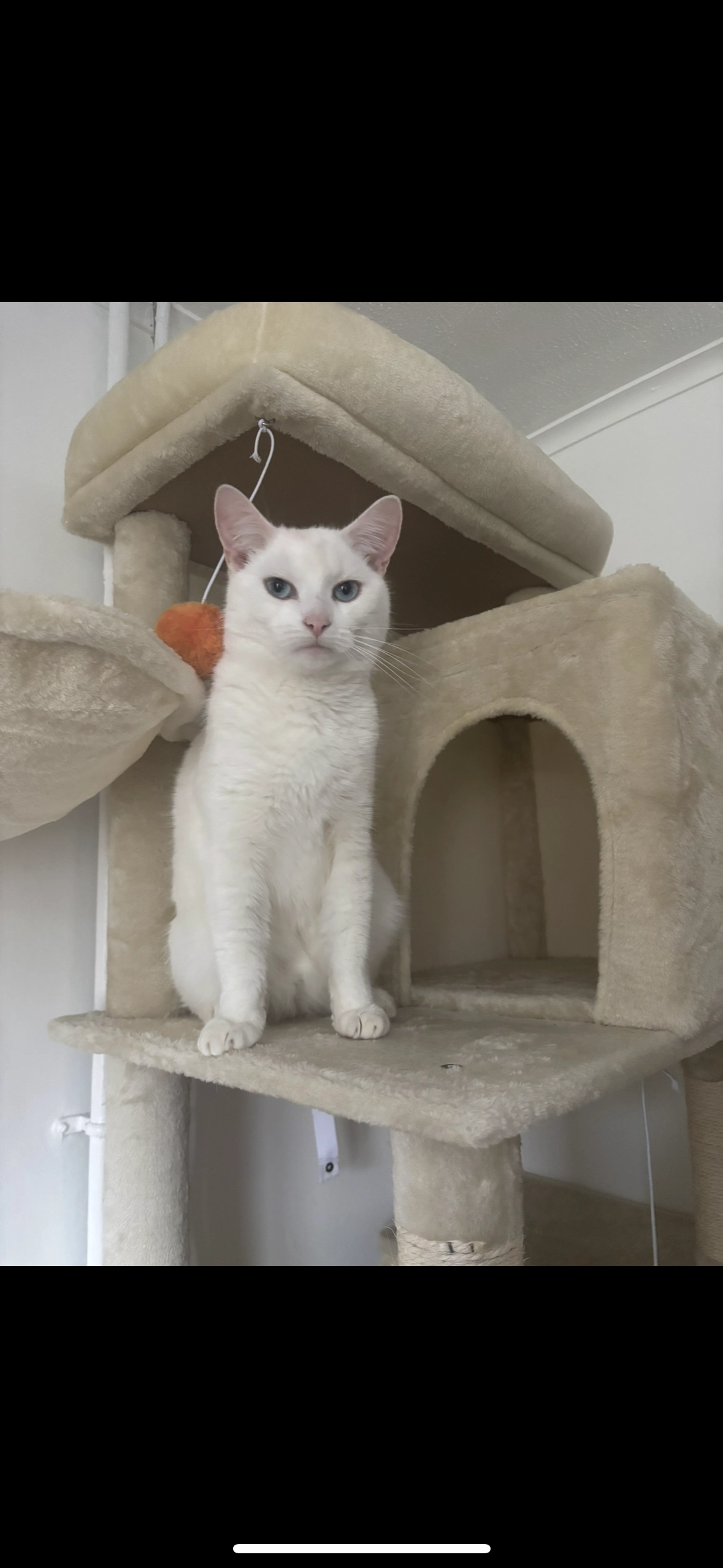 Pedro - Westgate Close, Canterbury