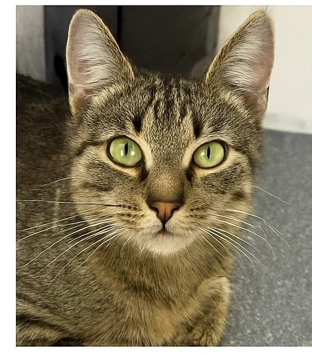 Malinka  - Saalhausener Straße, Freital