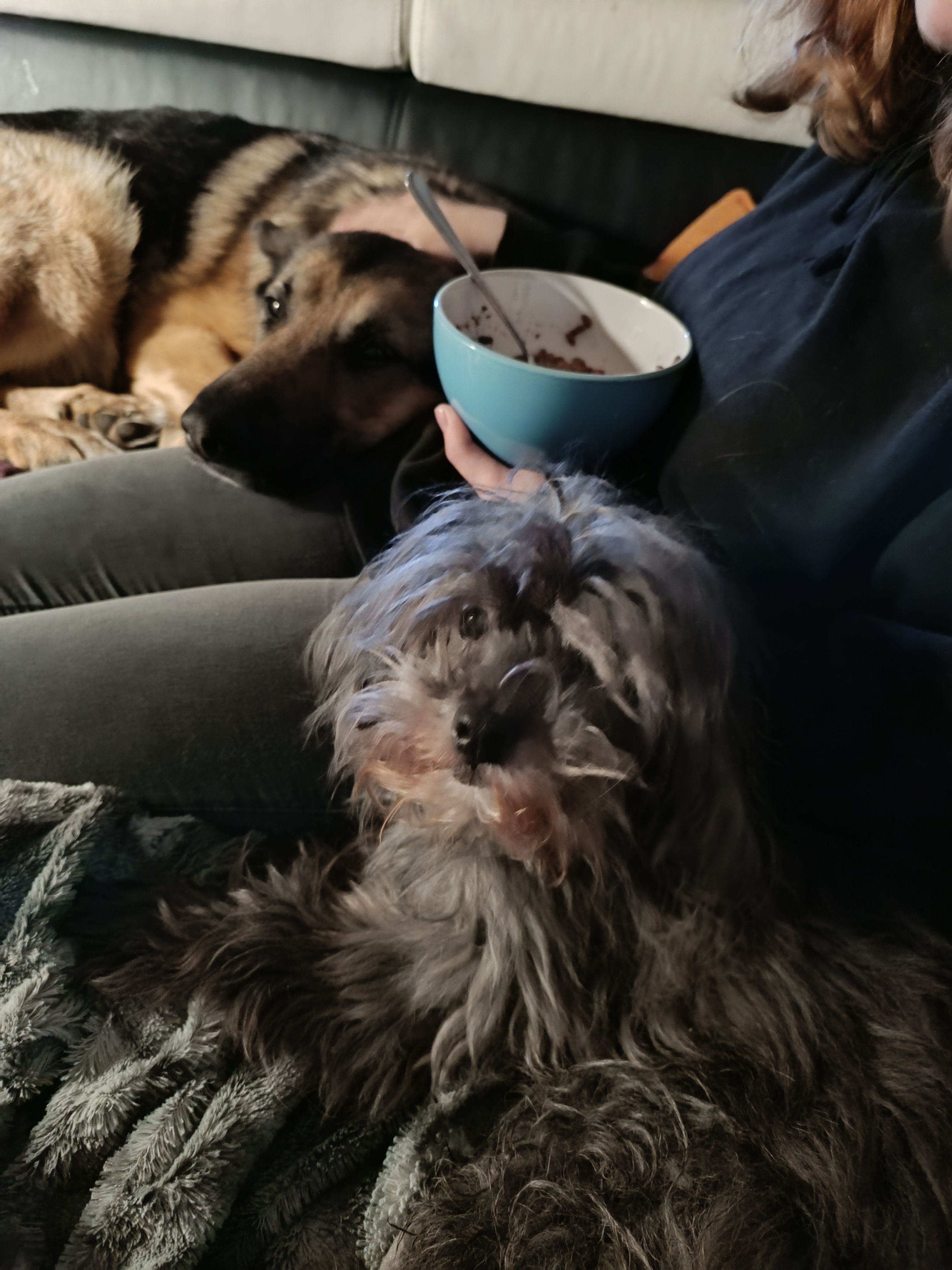 Blacky  - Résidence La Douve, Warneton 