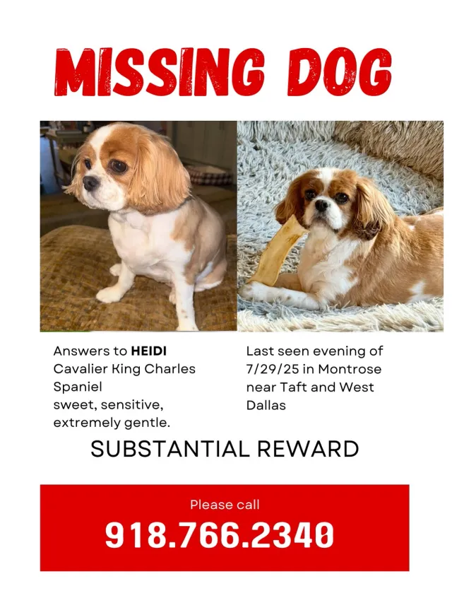 Heidi - 1908 W Lamar St, Houston