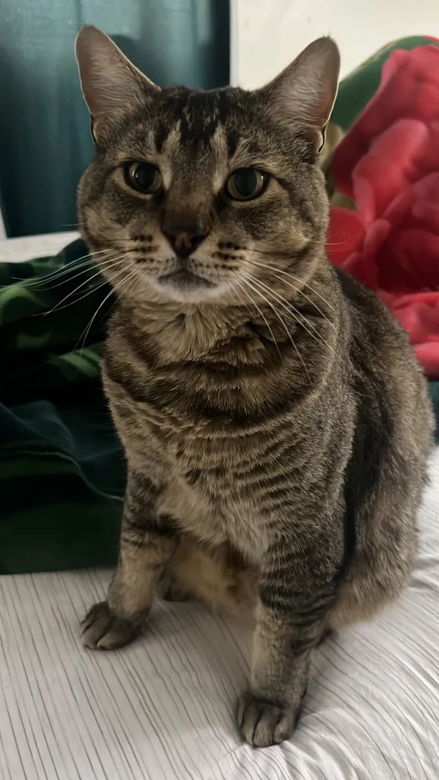 Riley - 4303 S 6115 W, West Valley City