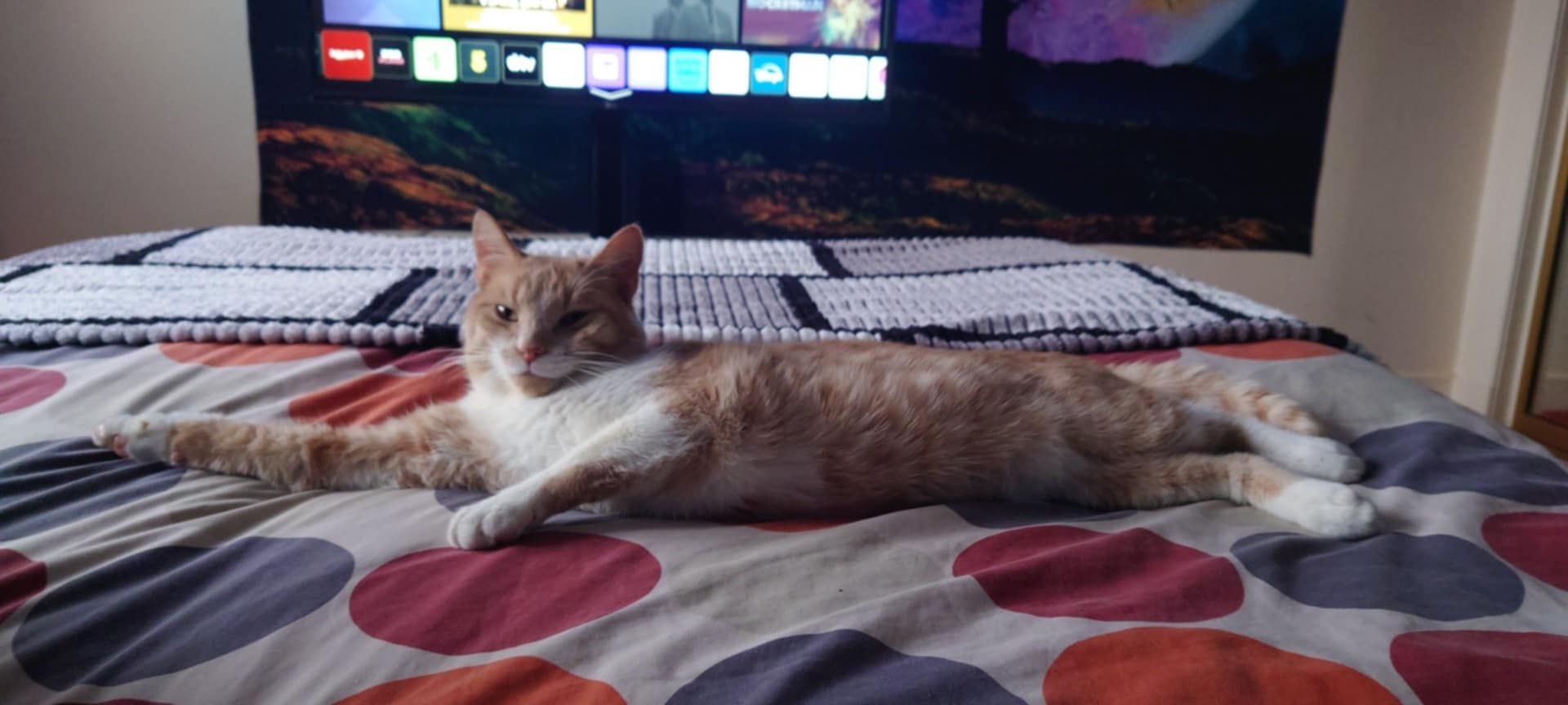 Mini - Broomhill Avenue, Aberdeen