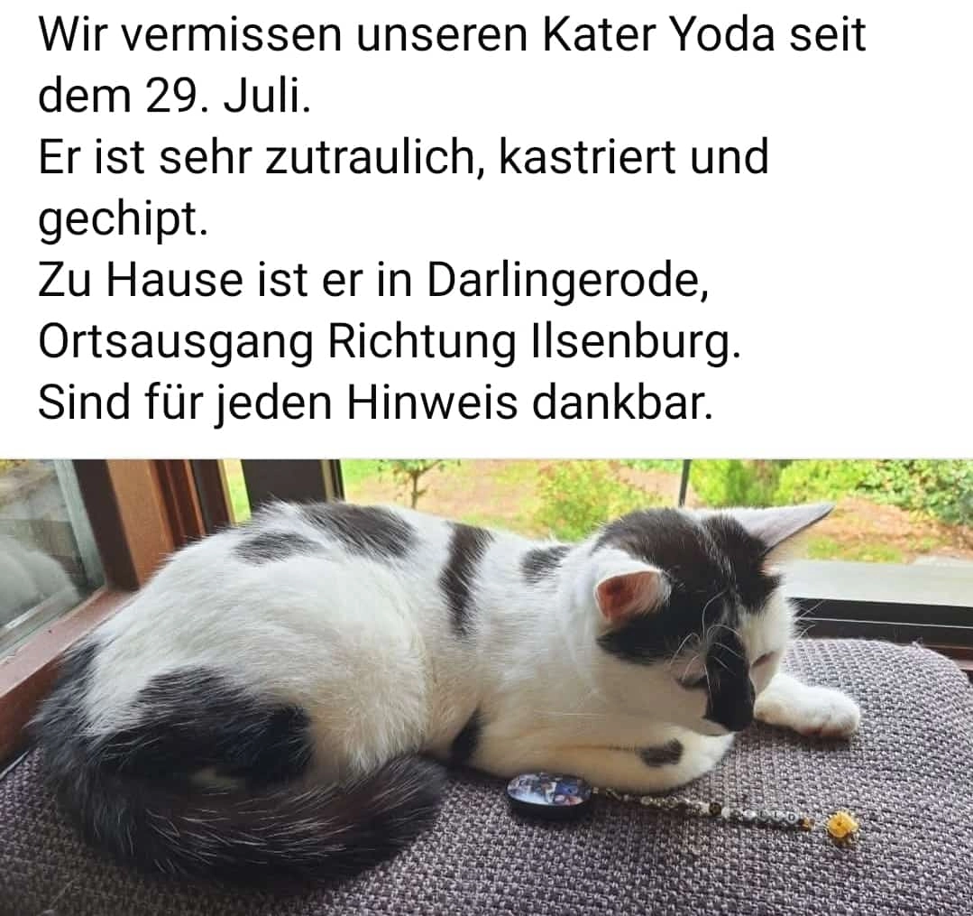 Kater Yoda - Am Pfingstanger, Ilsenburg