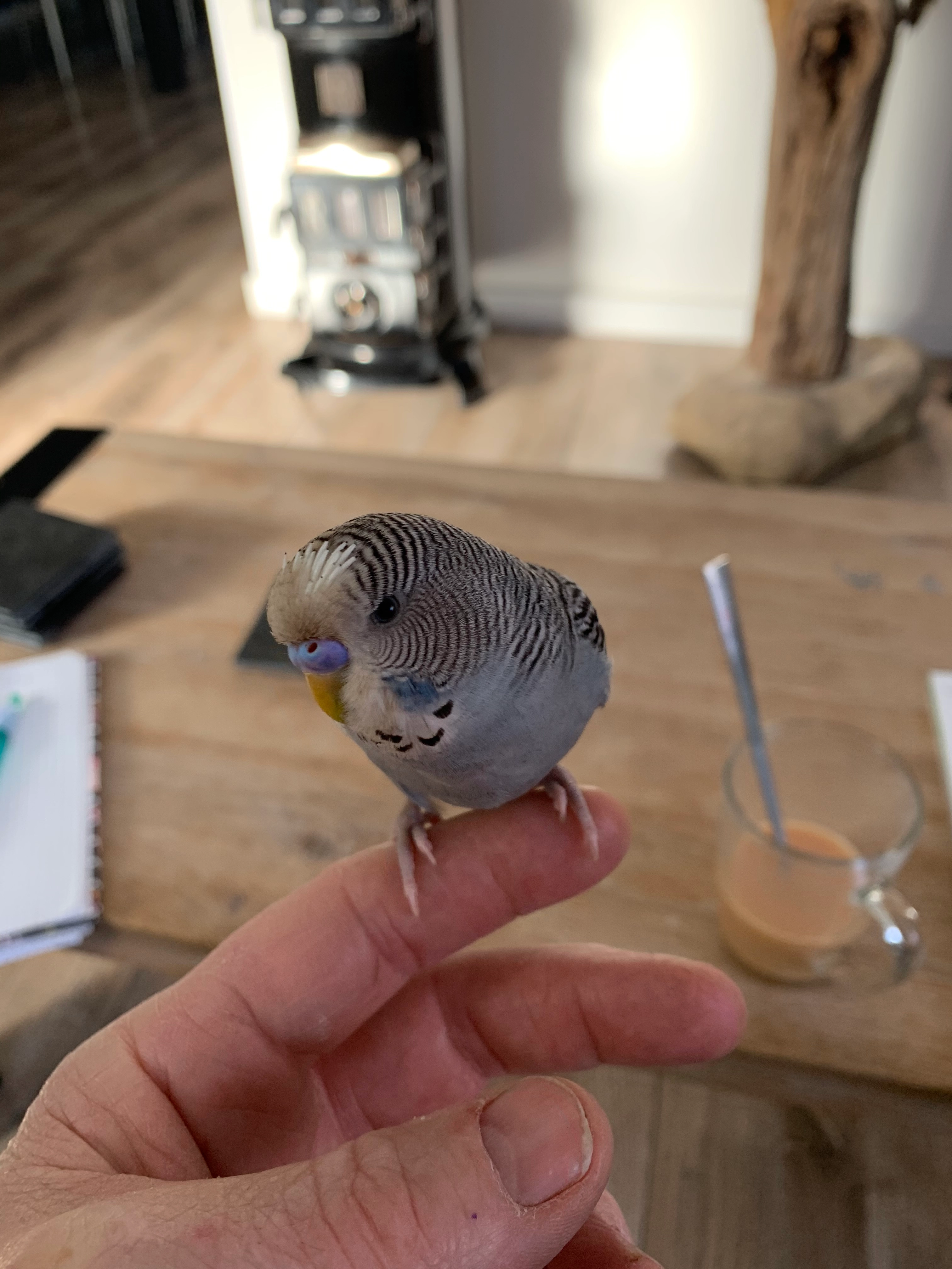 Pepper  - Zuiderstraat, Egmond aan Zee