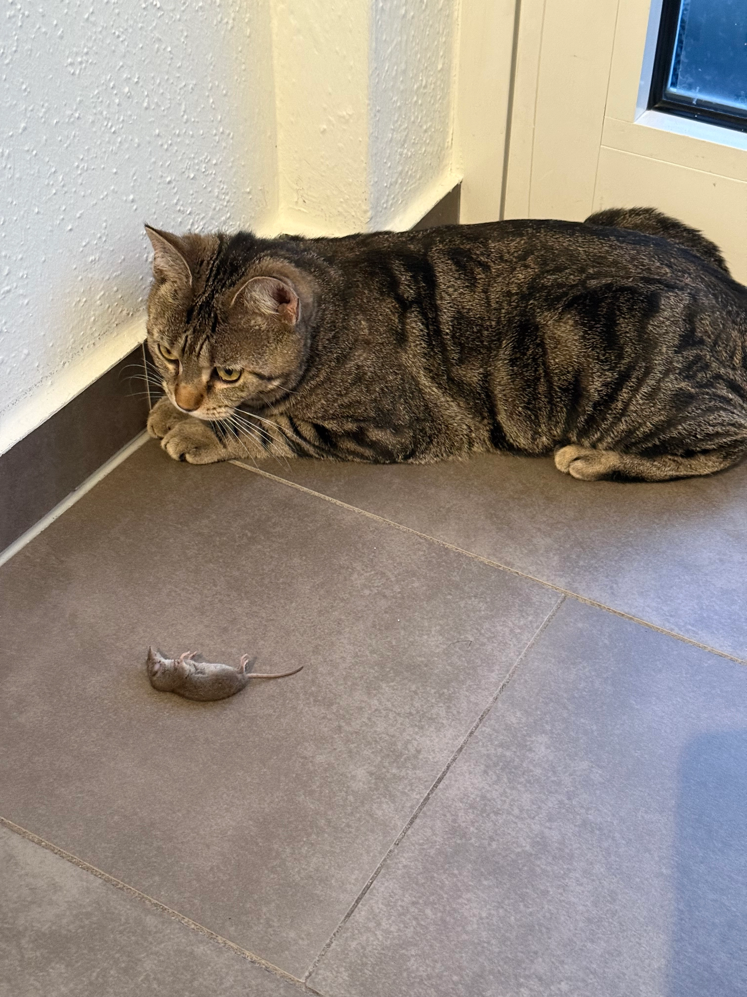 Rocky - Karl-Mecklenbrauck-Weg, Hamm