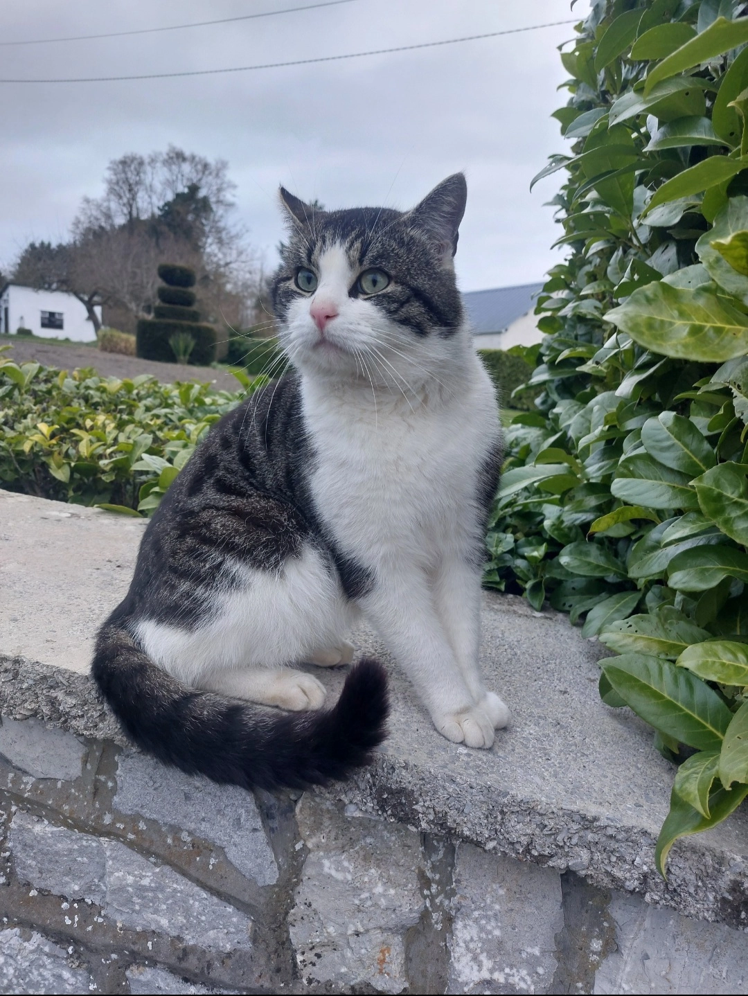 Irish - Rue du Camp 35, Couvin