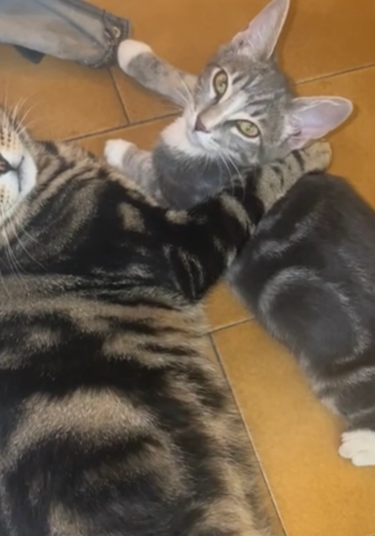 Tibebe - Traverse de la Croix de Fer, Marseille