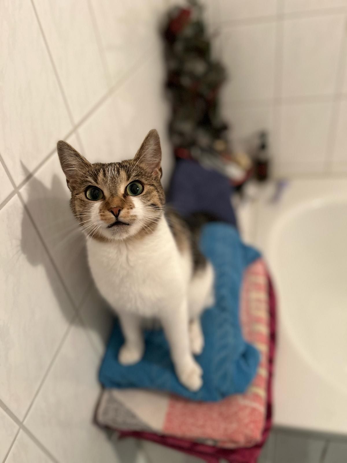 Amy - Carlower Straße, Carlow