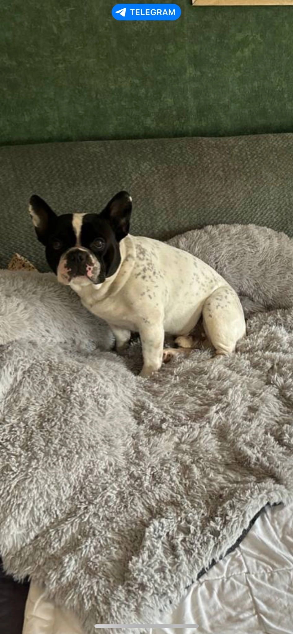 Pelle - Langer Weg, Großpösna