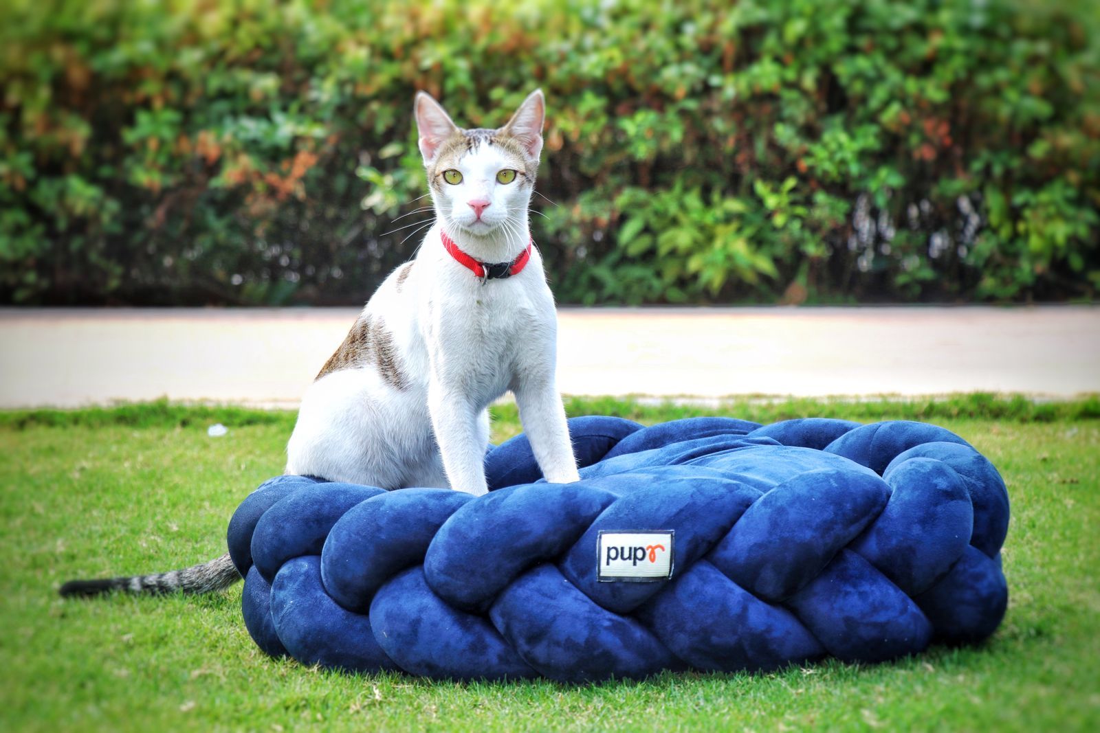 Cleo - Golden City, Bhopal