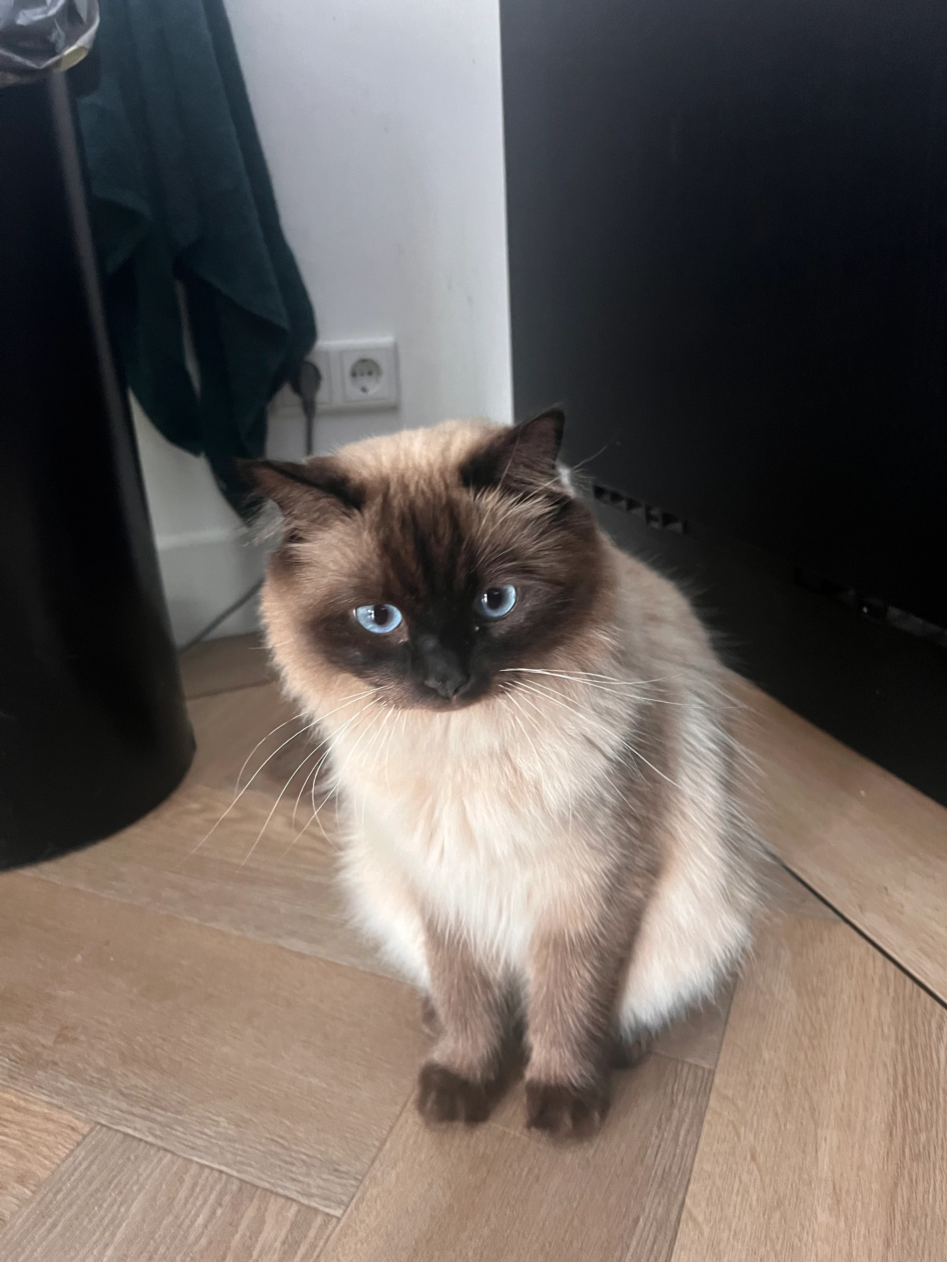 Vanya - Angelinapolder, Amersfoort