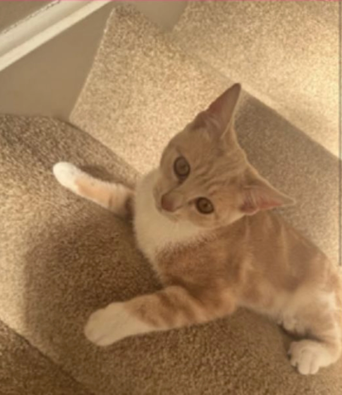 Honey - Fleetham Grove, Stockton-on-Tees