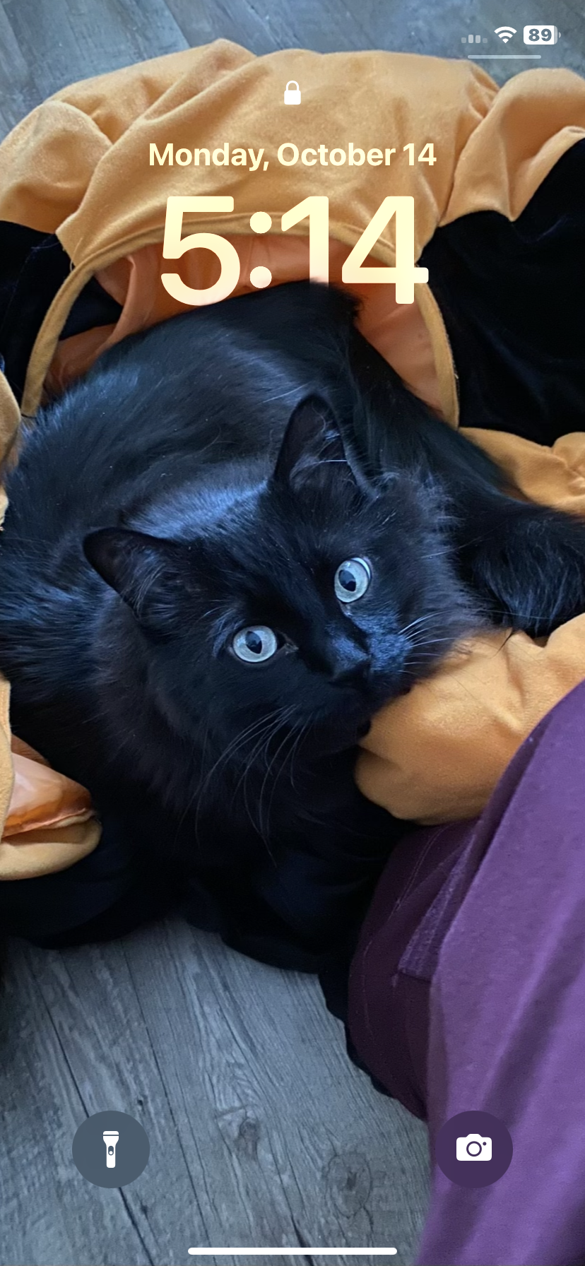 Charlie  - Thornhill Court, Falkirk