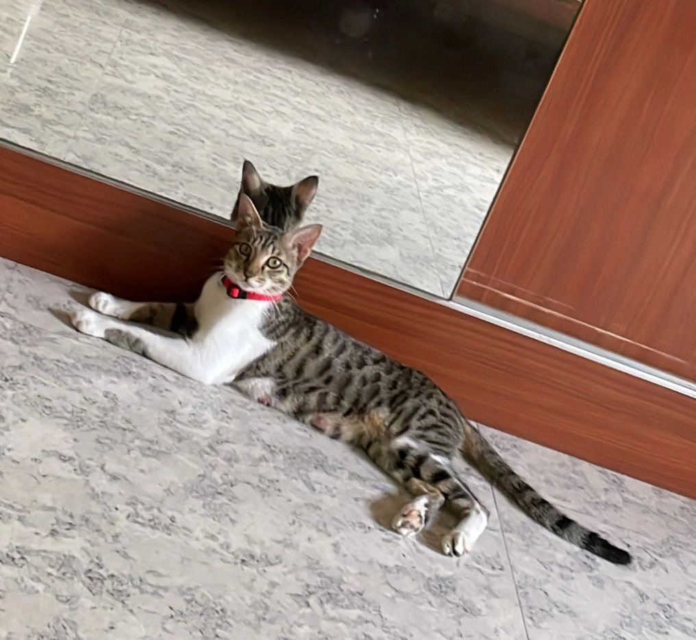 Ammu - 14th Street, Chennai