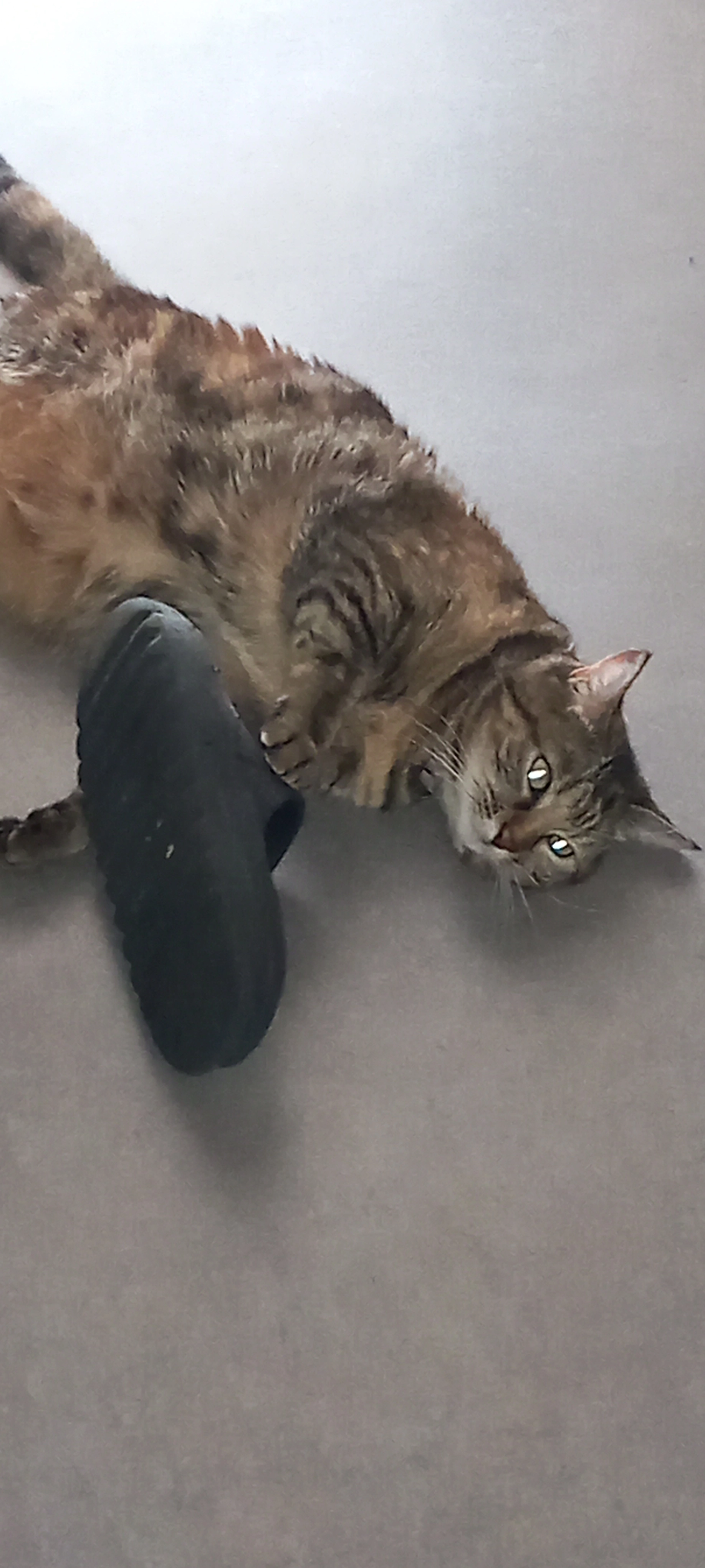 Nala - 11 Rue du Colonel Jeanpierre, Nevers