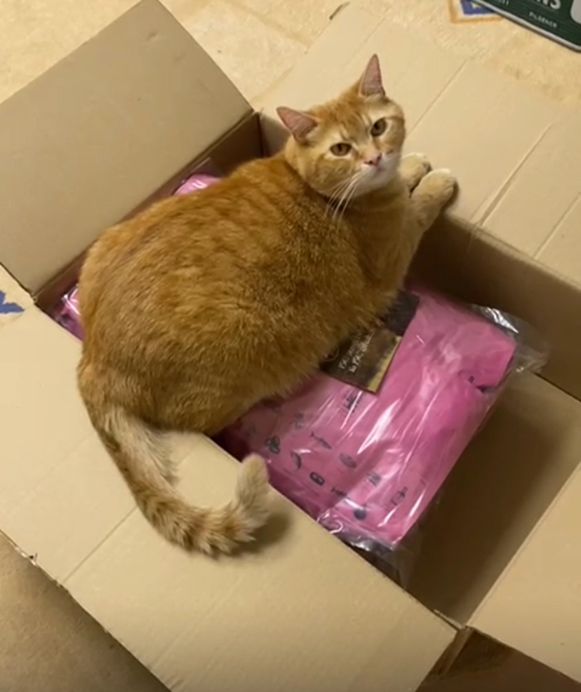 Gagarin - Wellmanns Kamp, Nortrup