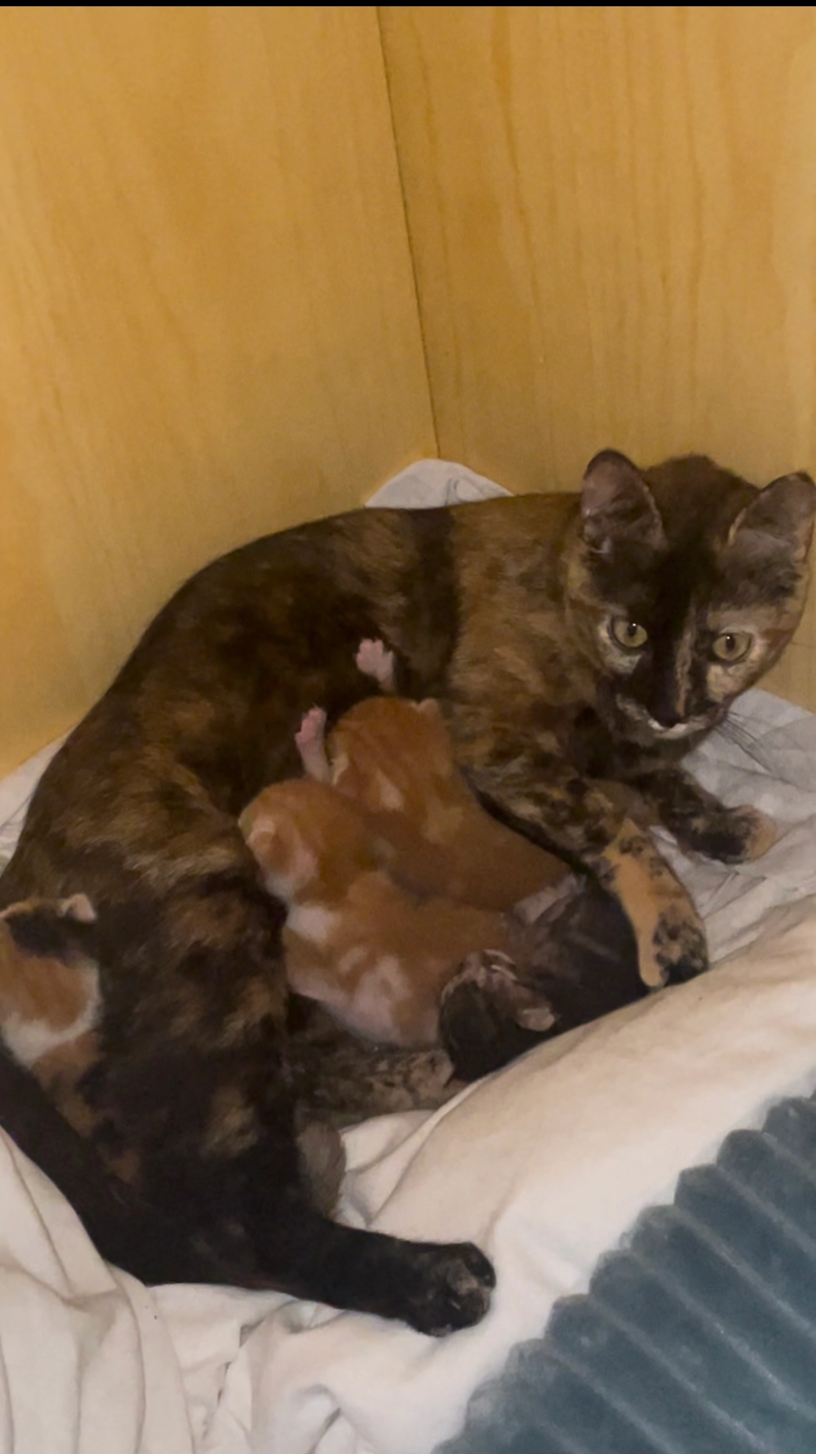 Tokyo - Calle de Ramón Gómez de la Serna 3, Marbella