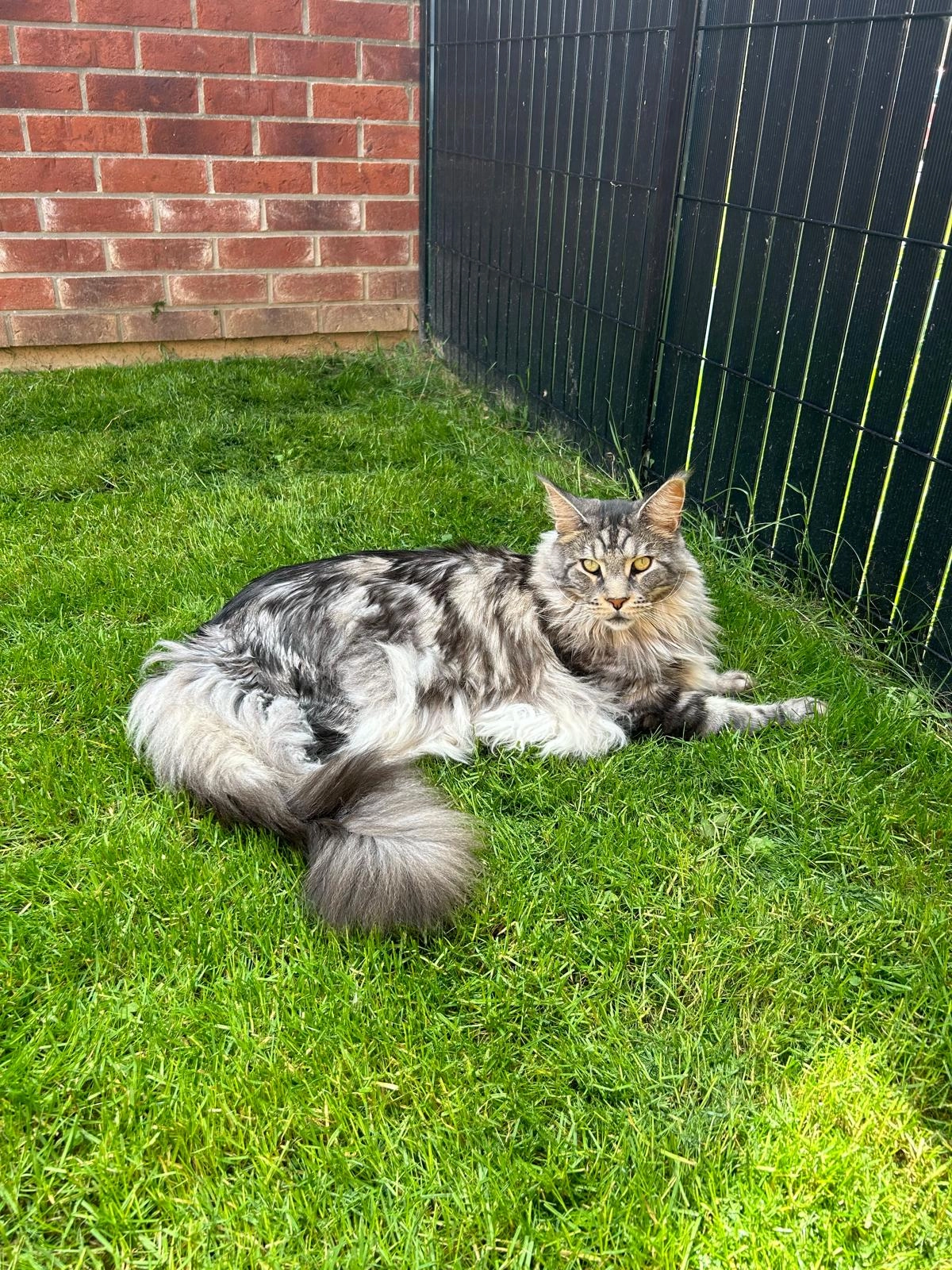 SIMBA - Rue De L'abbé Louis Dumortier, Comines