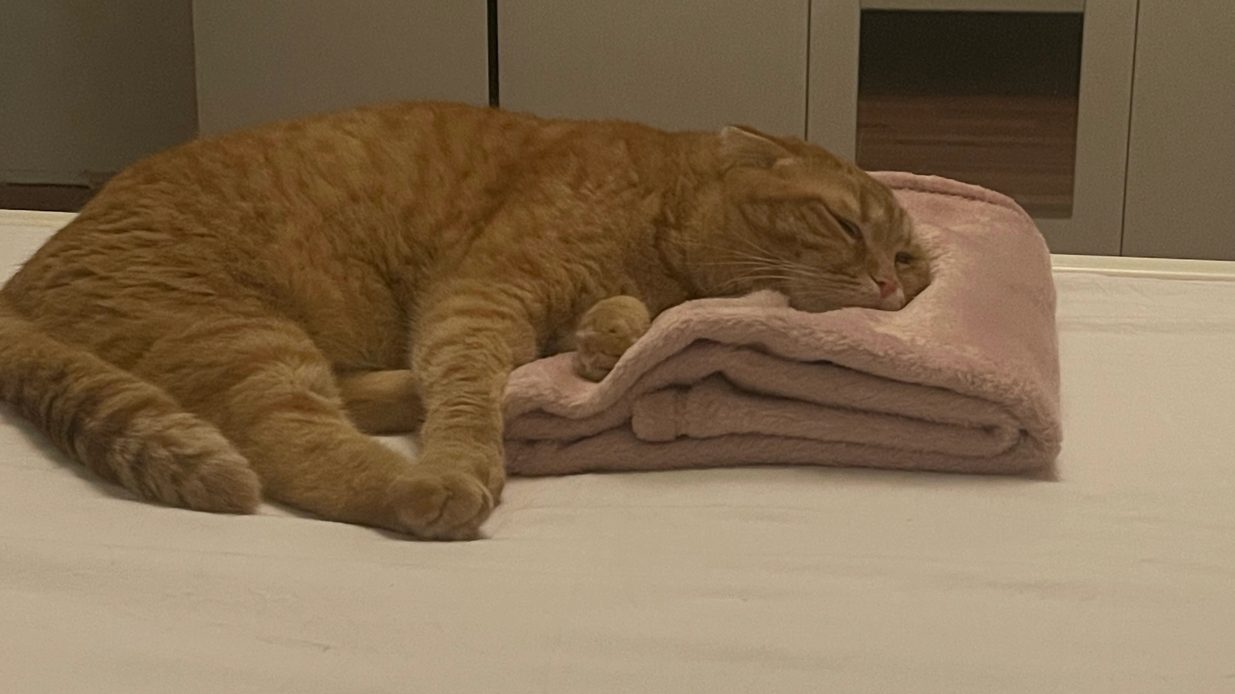 Klara  - Ulica 113. šibenske brigade HV-a 57, Šibenik