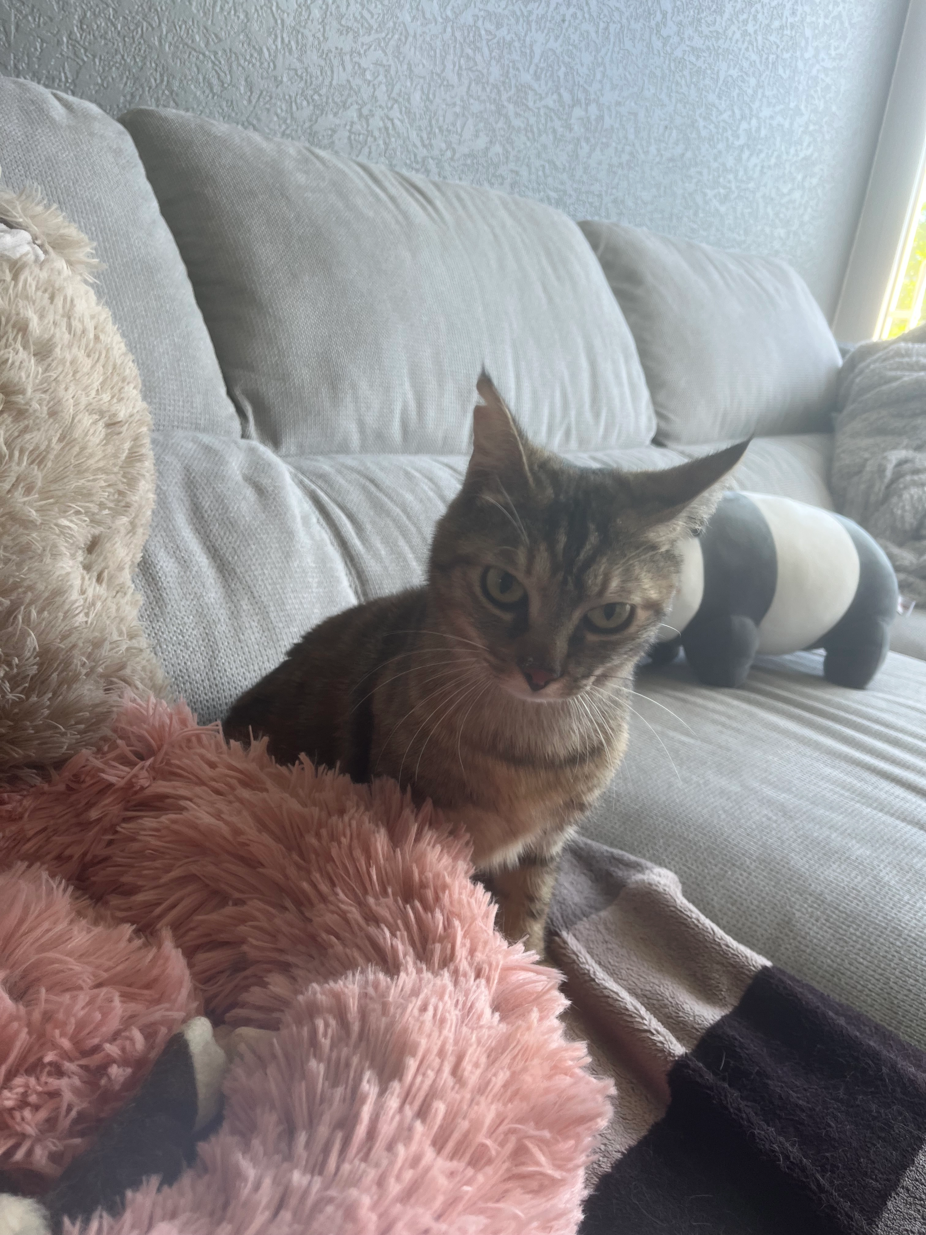 Coquine  - 4 Rue du Docteur Calmette, Saint-Étienne