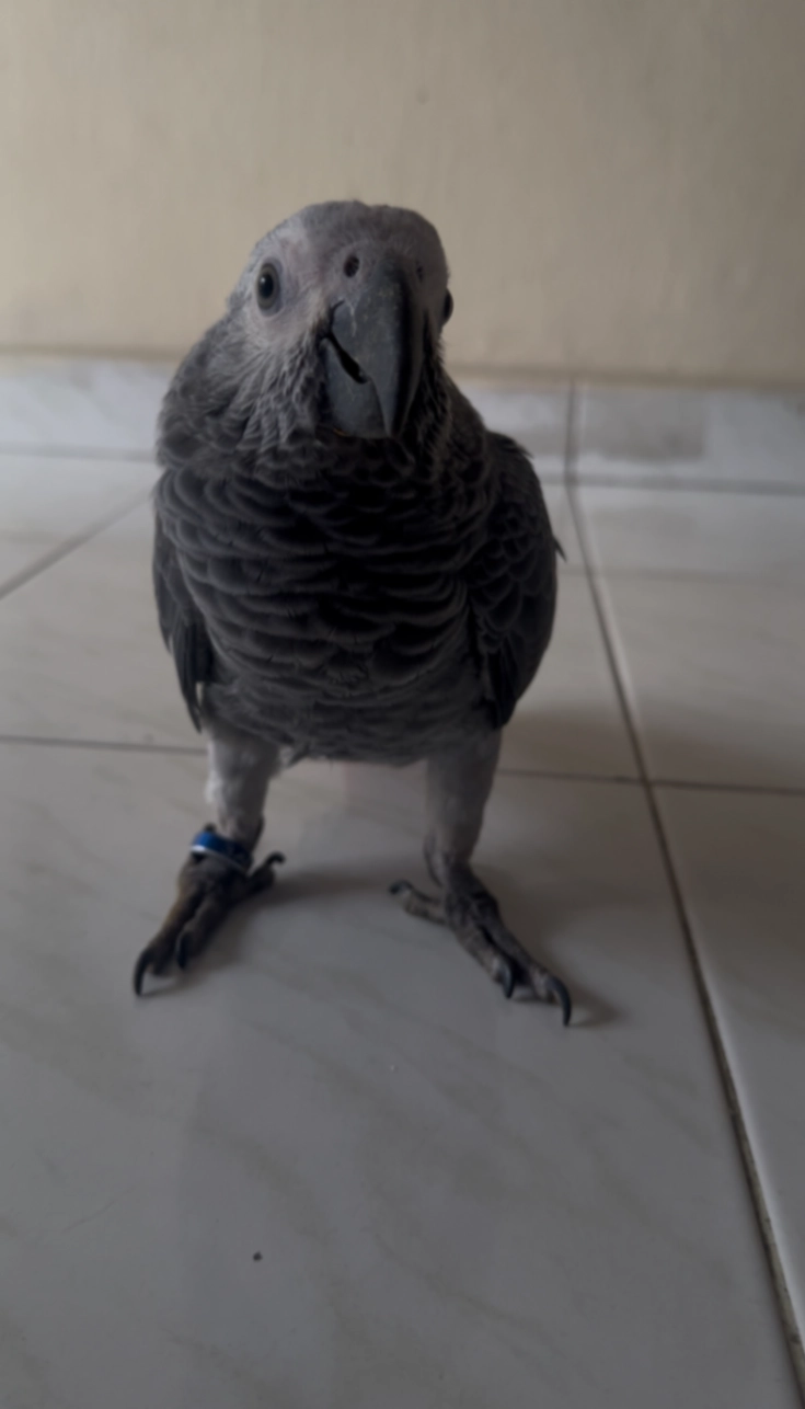 Dragon - Jalan Denai 1, Tampoi