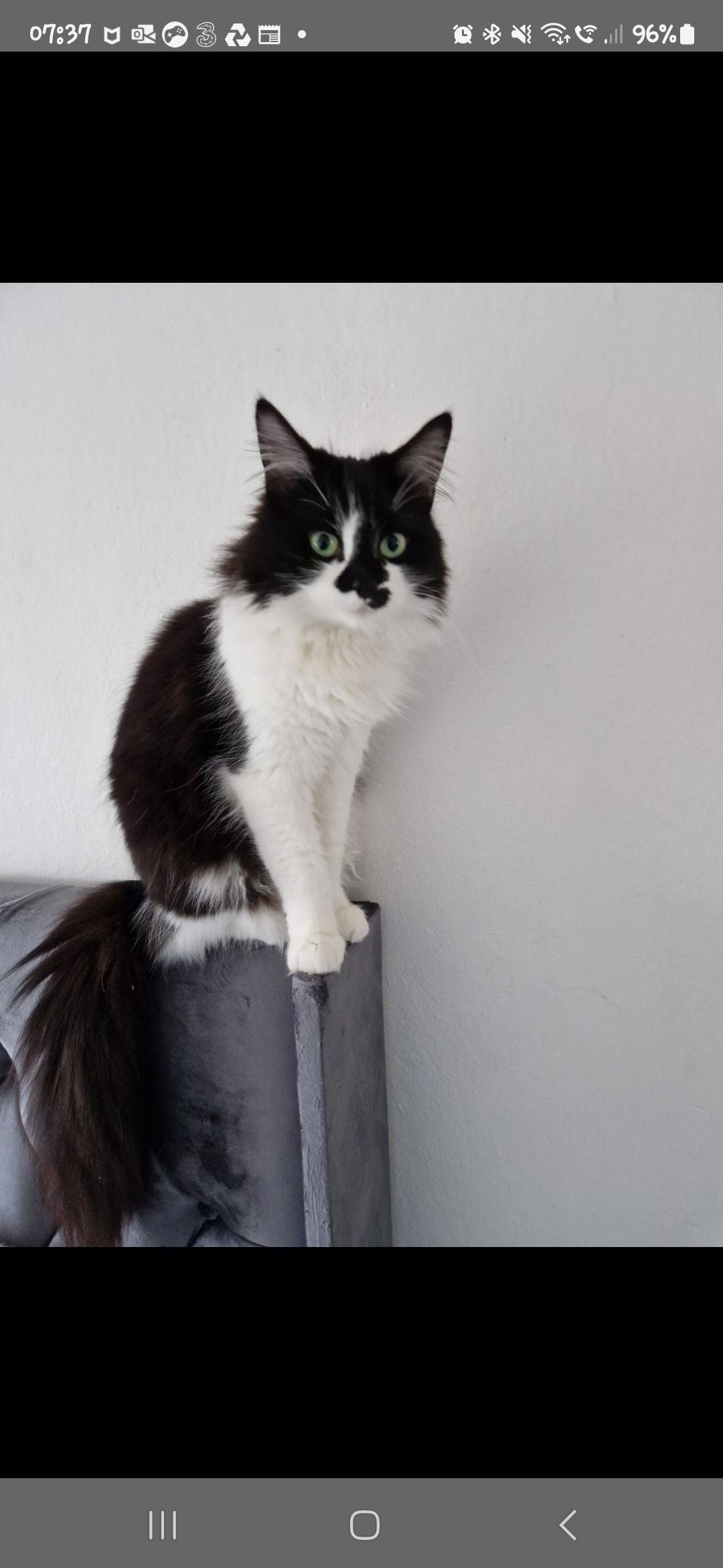 Oreo - Fir Tree Drive, Treharris