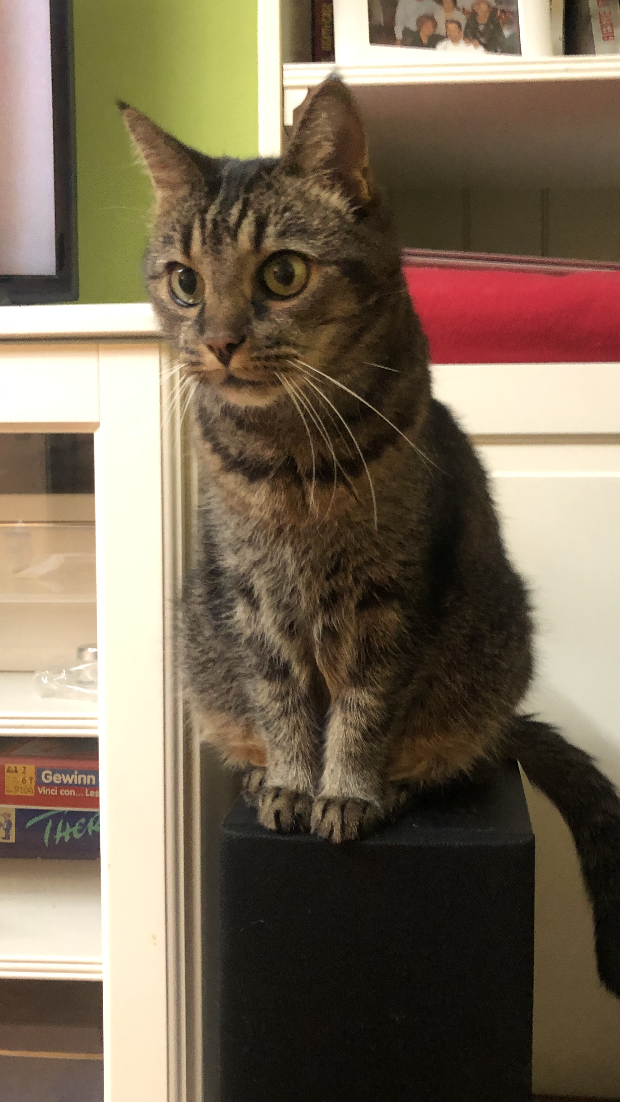 Simba (Kater, 13) - Garnisonsweg 20A, Neusiedl am See