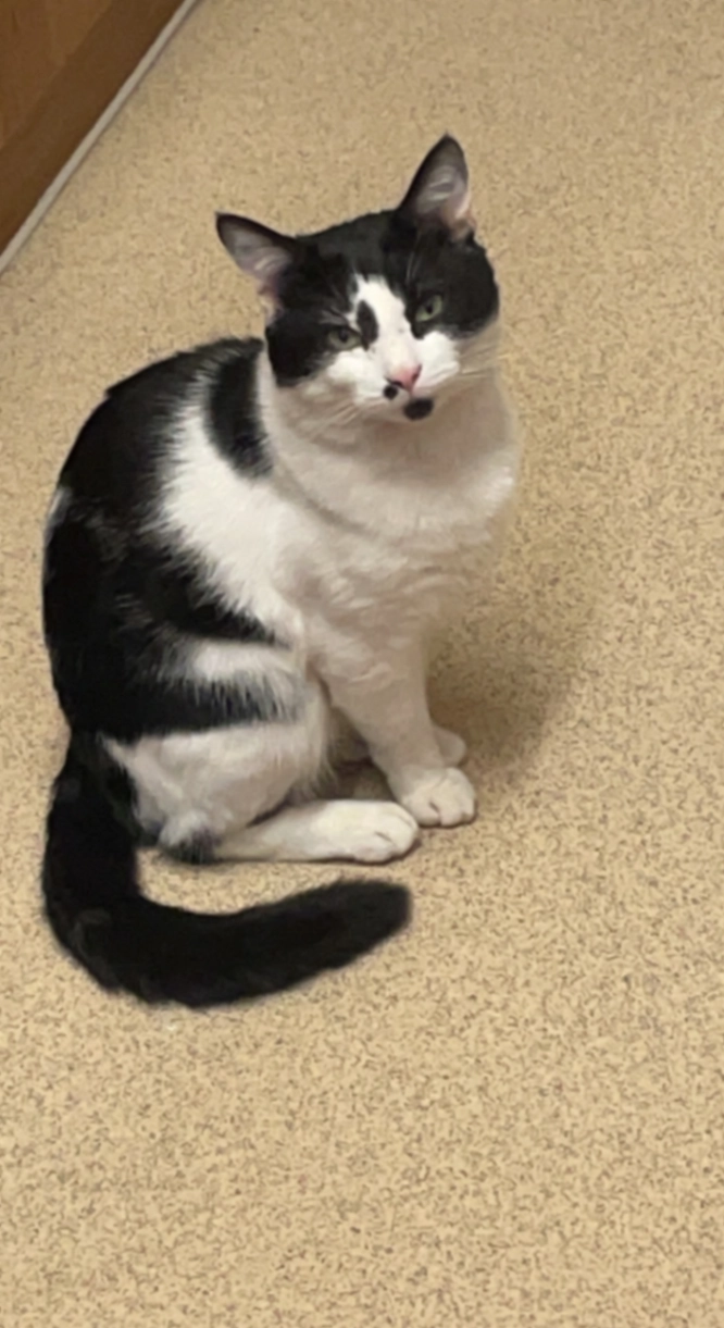 Miso - Prospect Hill, London