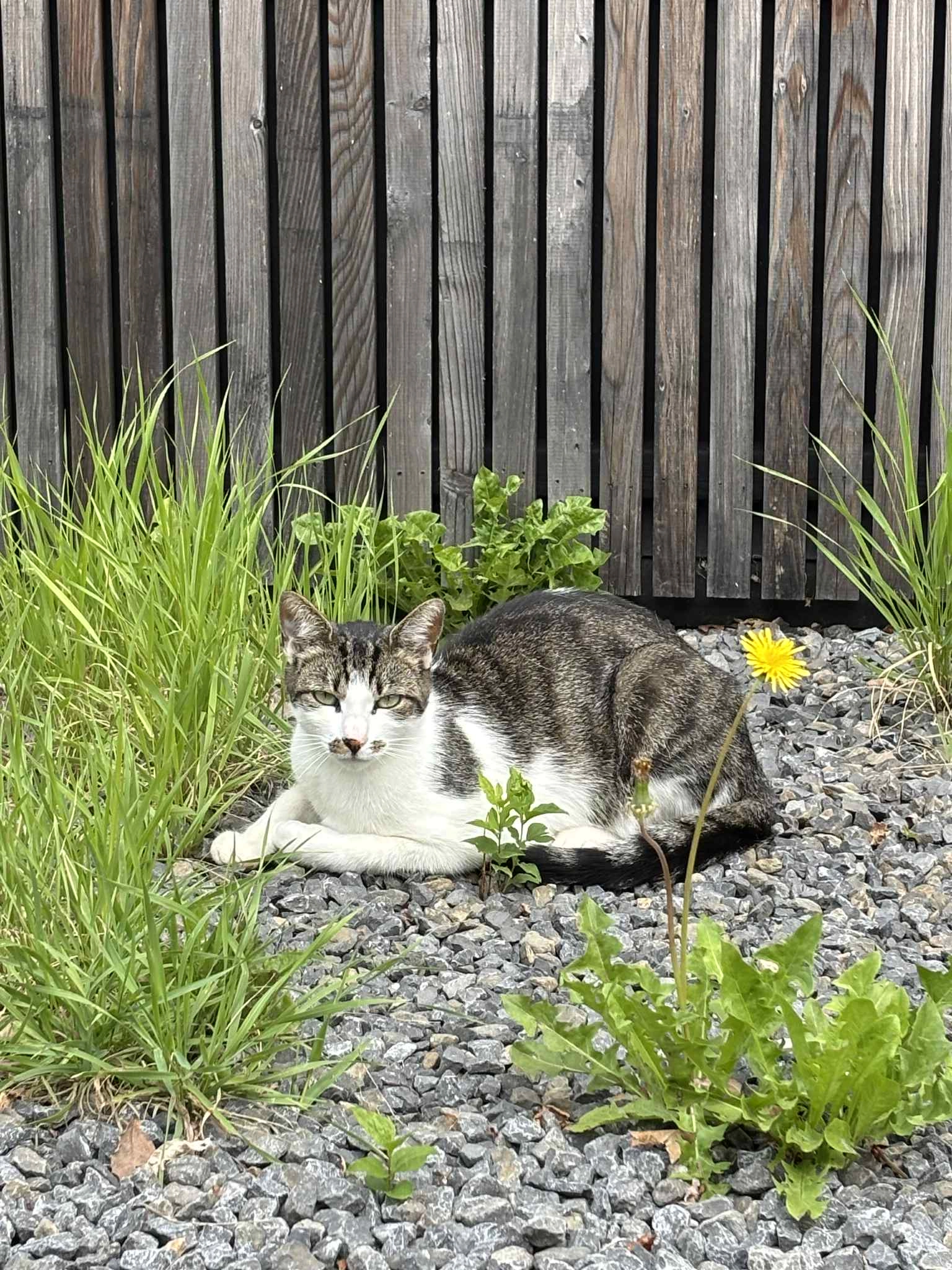 Albert - Rue Peu d'Eau, Andenne