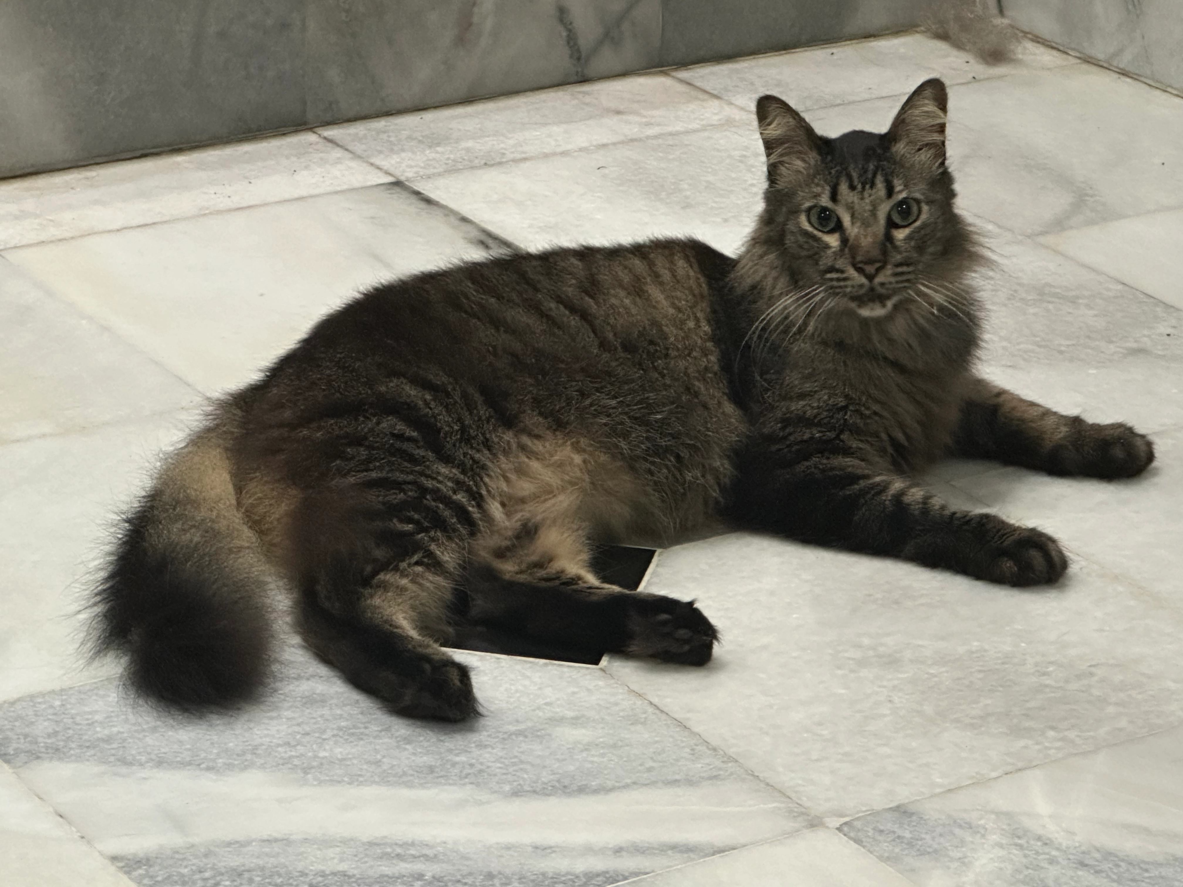 Blackie - 43200, Cheras