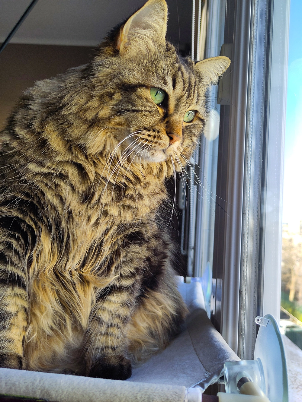 Ninou - 98 Rue Mion Saint-Michel, Montpellier