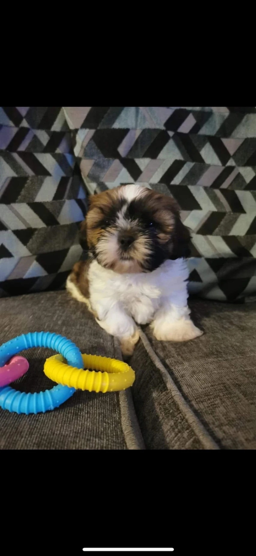 Dolly - Yorkdale Road, Oldham