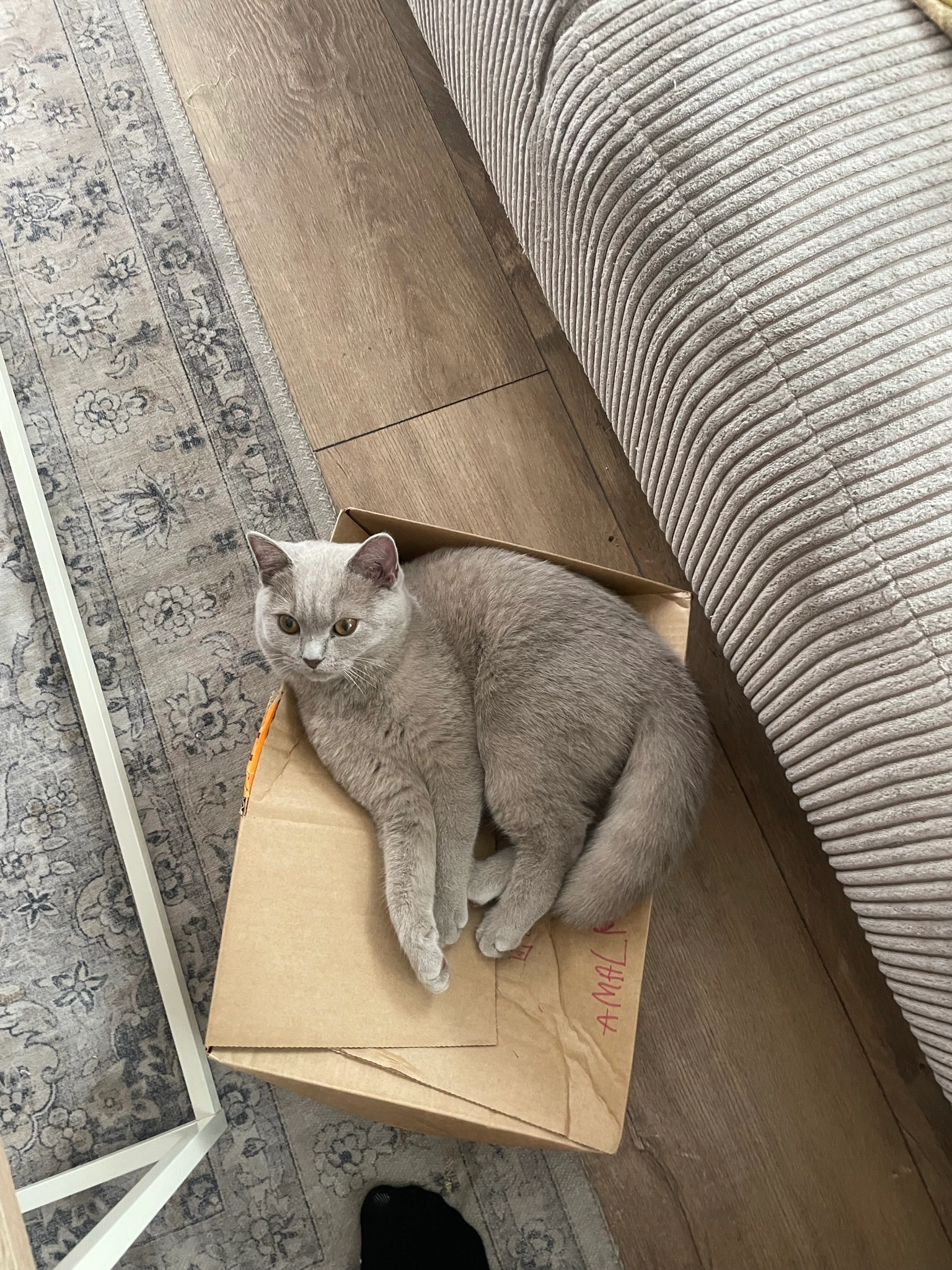 Coco - Hüingser Ring, Menden