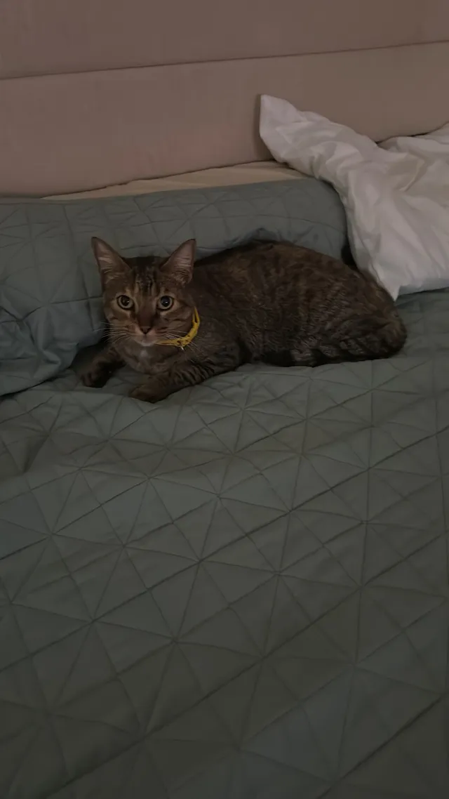 Arya - 610 74th St, Miami Beach