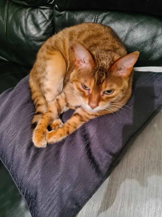 Tizzy - Little Bury, Oxford
