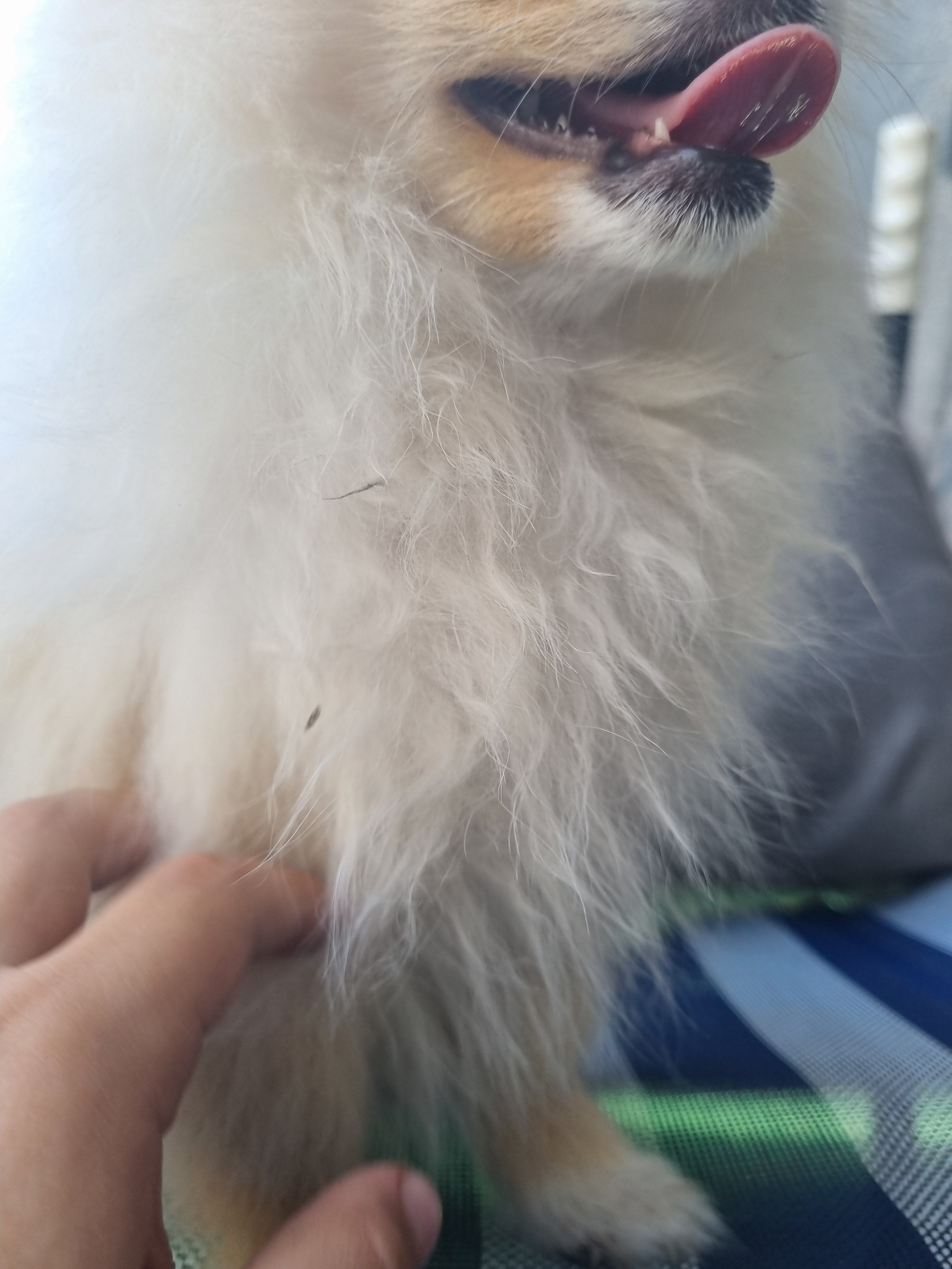 Maja - Mühlenbruch, Delbrück