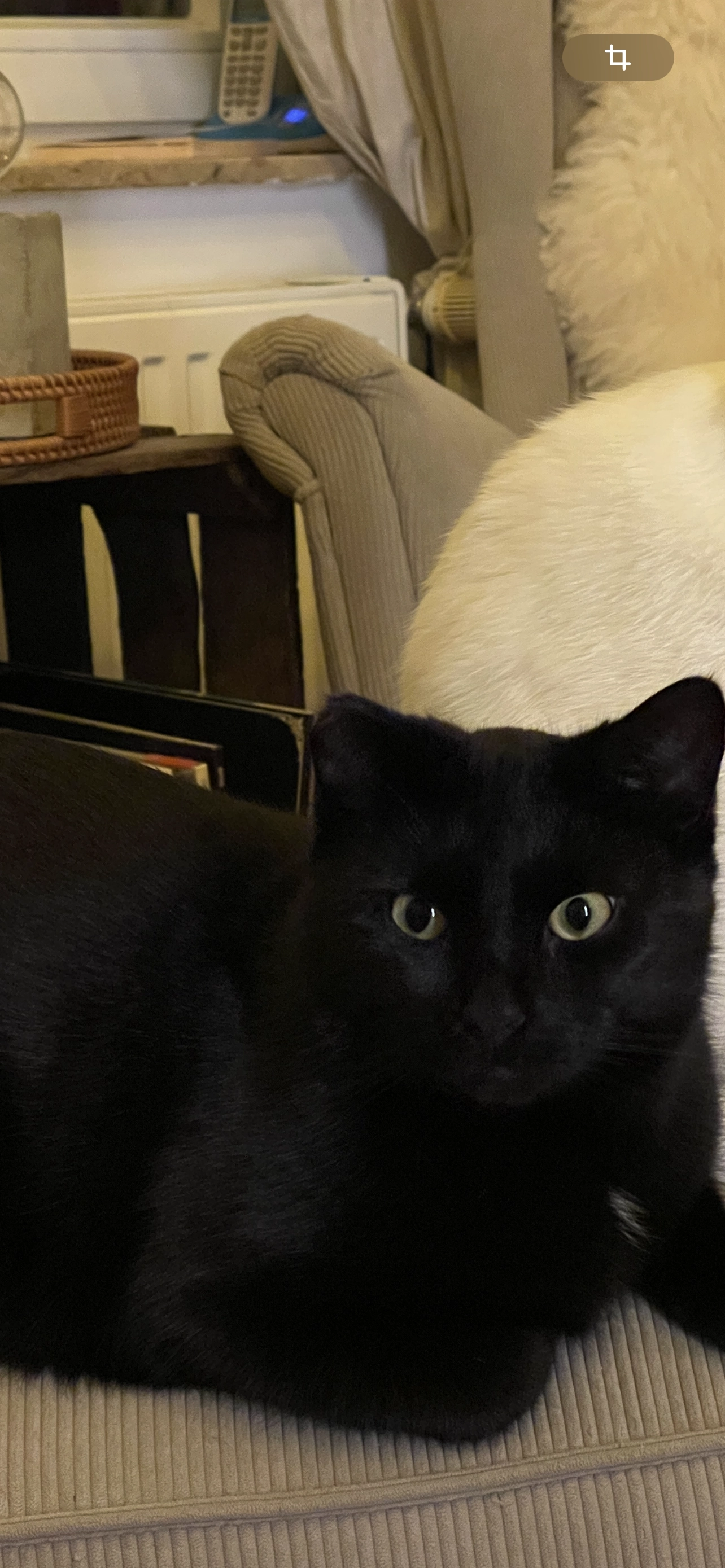 Charly ( seit dem 28.05.25 vermisst) - Eduard-Schlichting-Straße, Neumünster