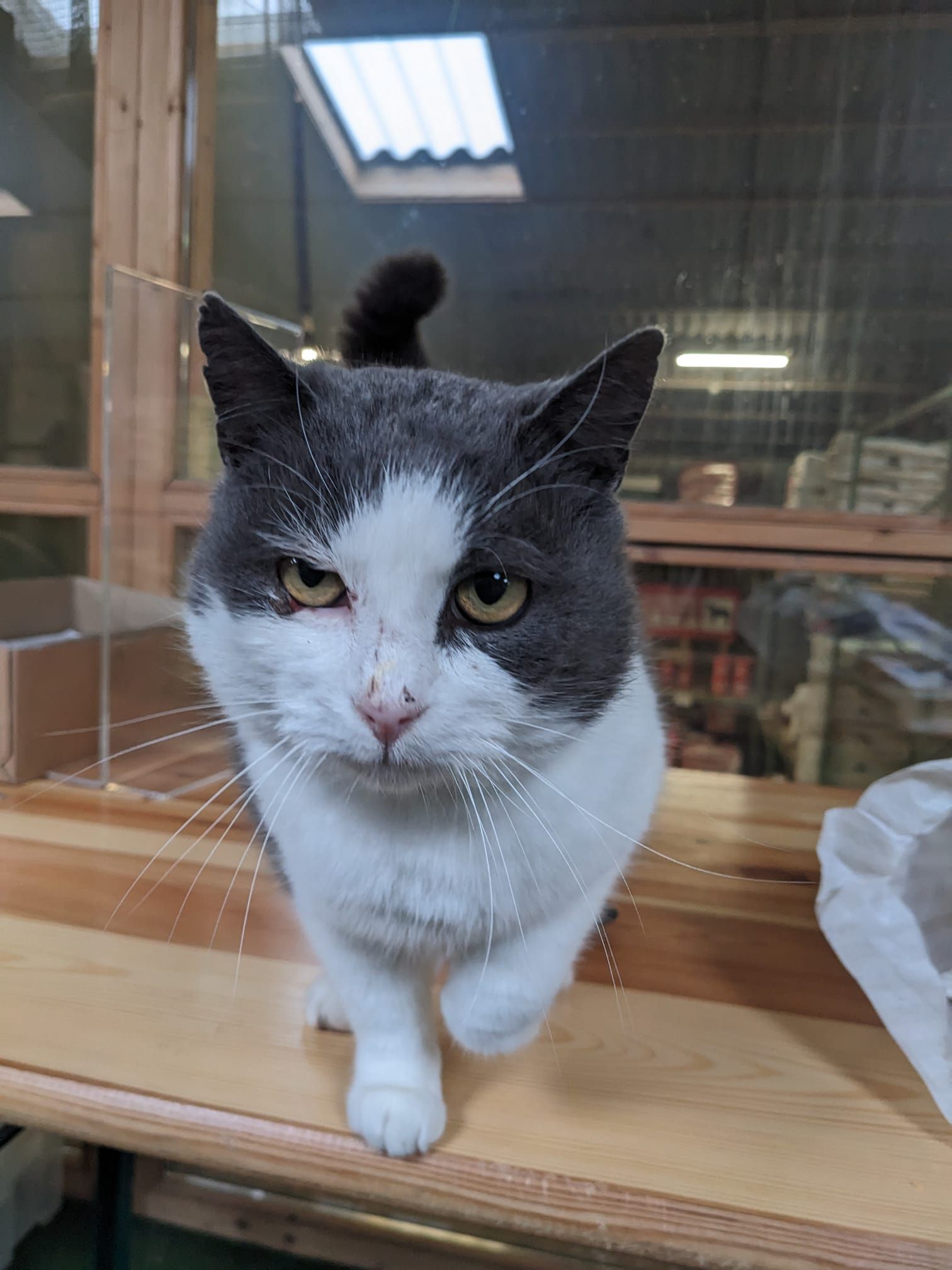 Quietschy - Bergstraße, Poyenberg