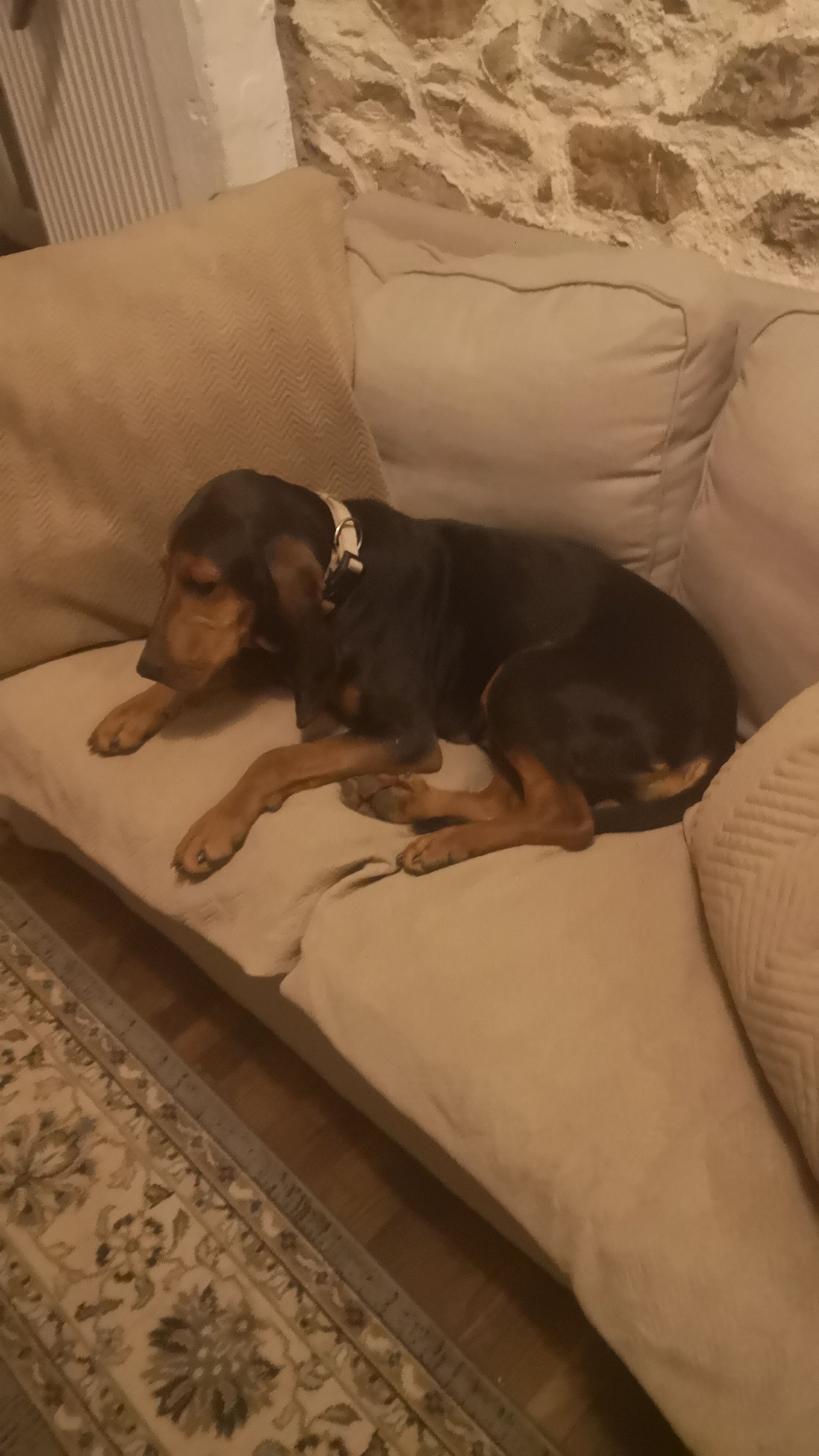 Teddy - Rue De Meslard, Bourgon